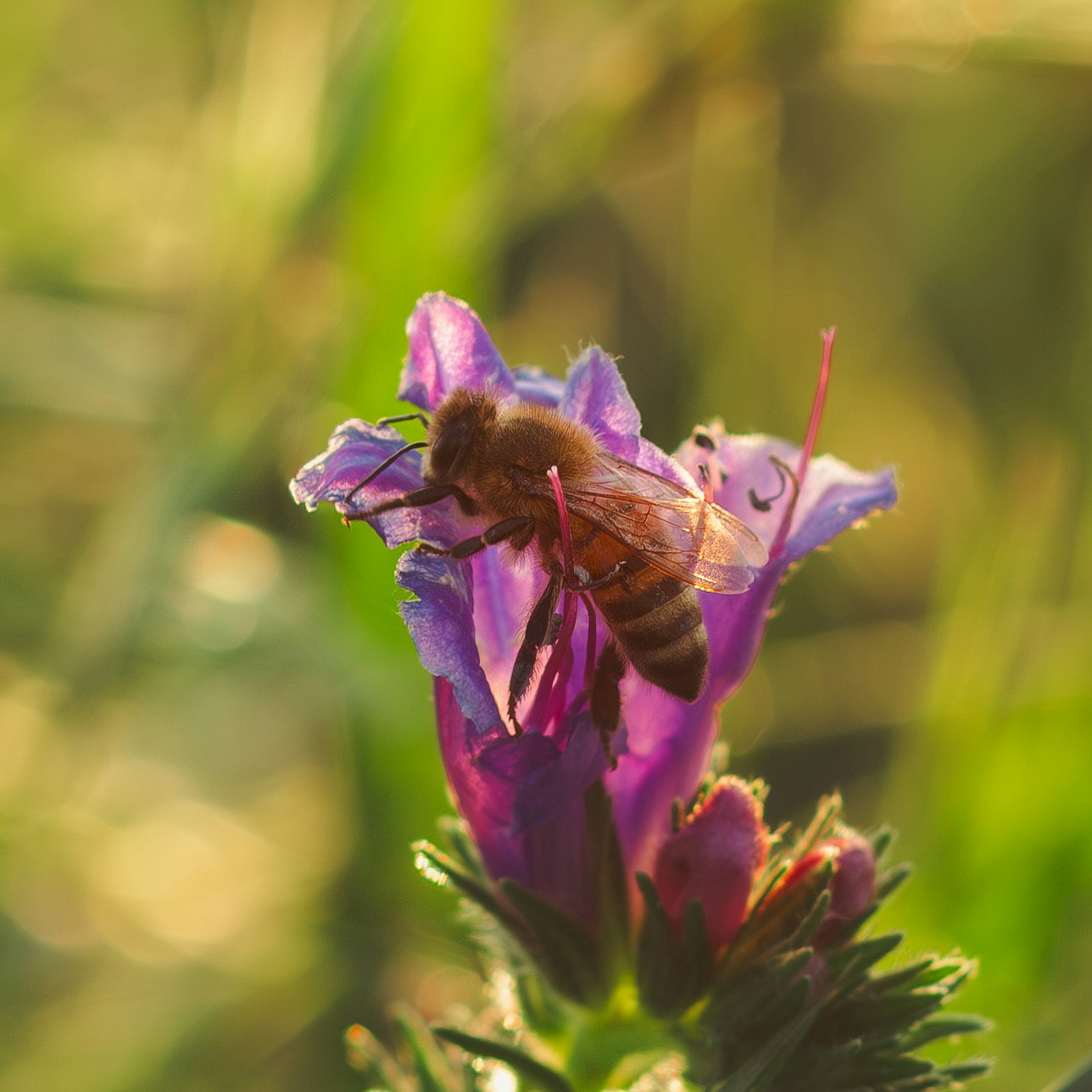 Go to Micaela Sosa's profile