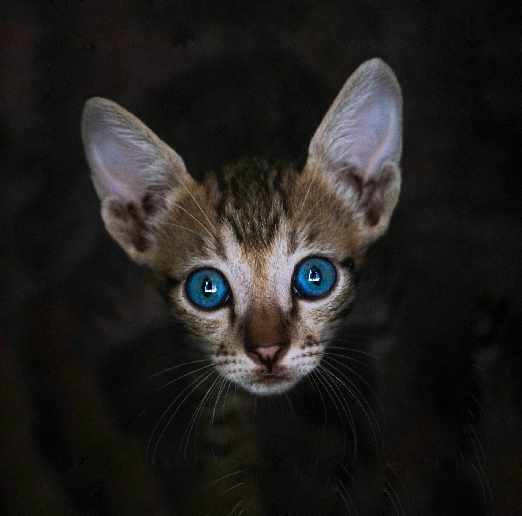 Go to Shubham Dhage's profile