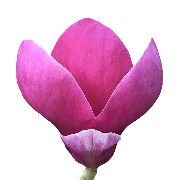 Go to DA Studios's profile