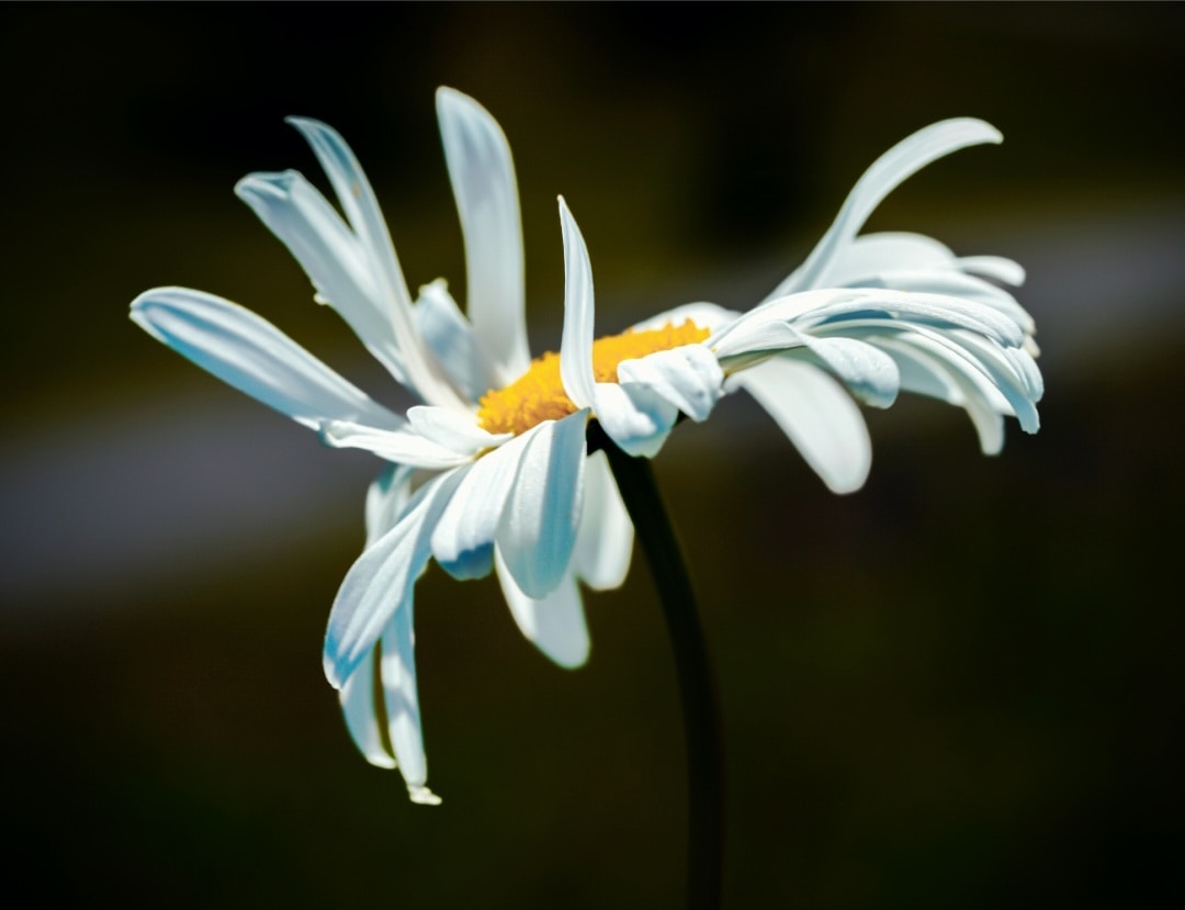 Go to Damir Korotaj's profile