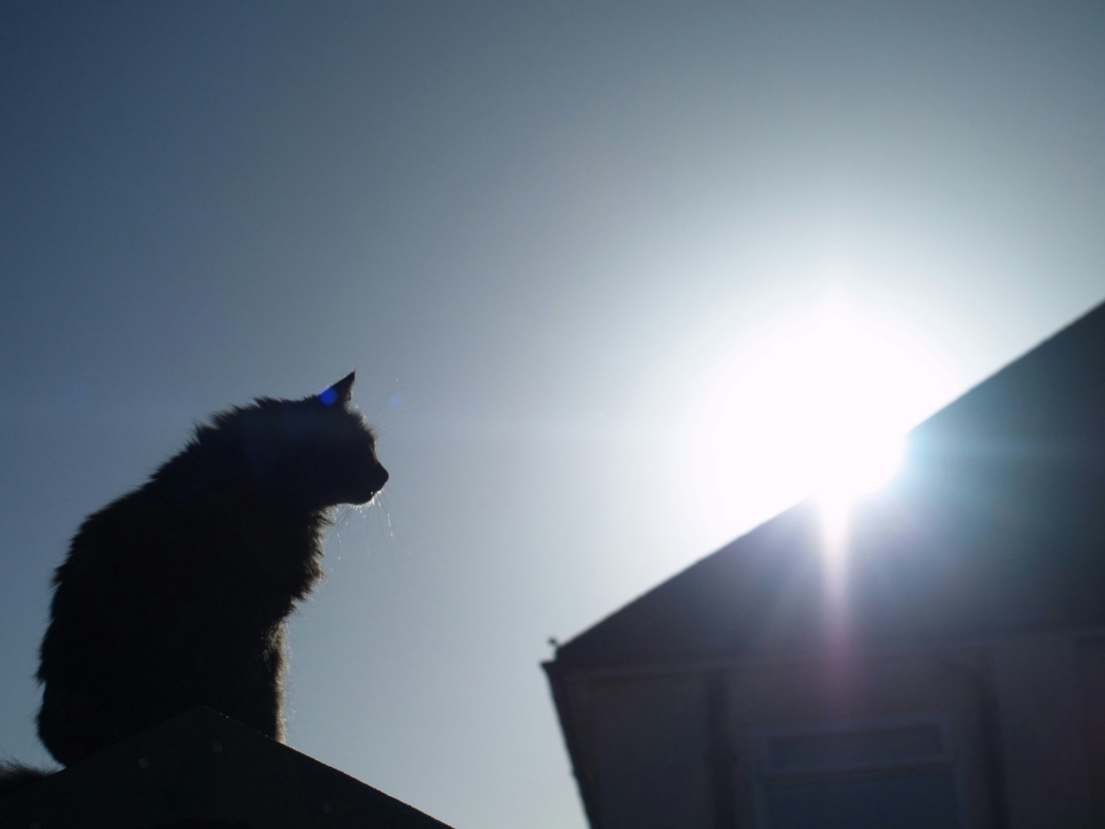 ユーザーAsh Baraのアバター