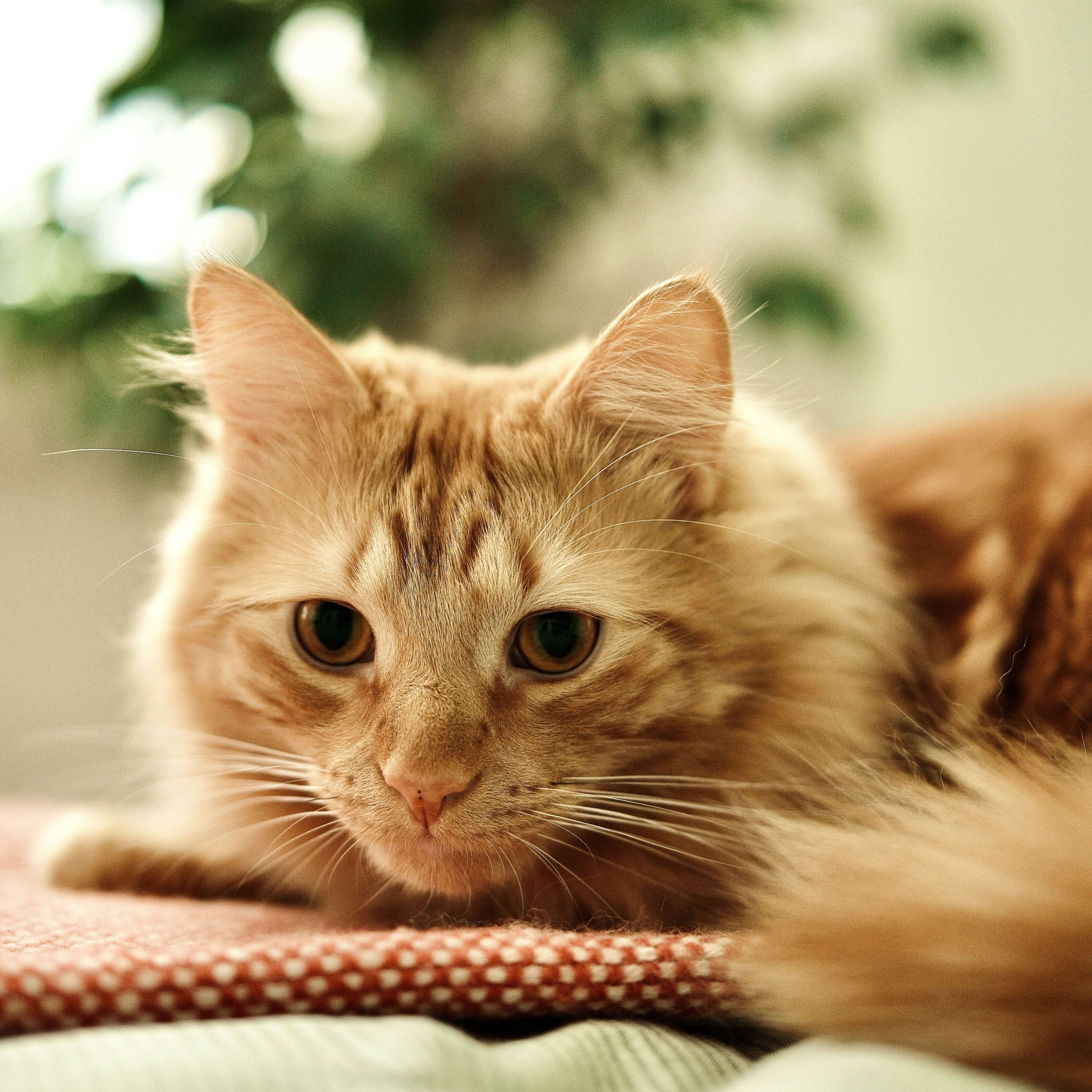 Ve al perfil de Zak Nesler