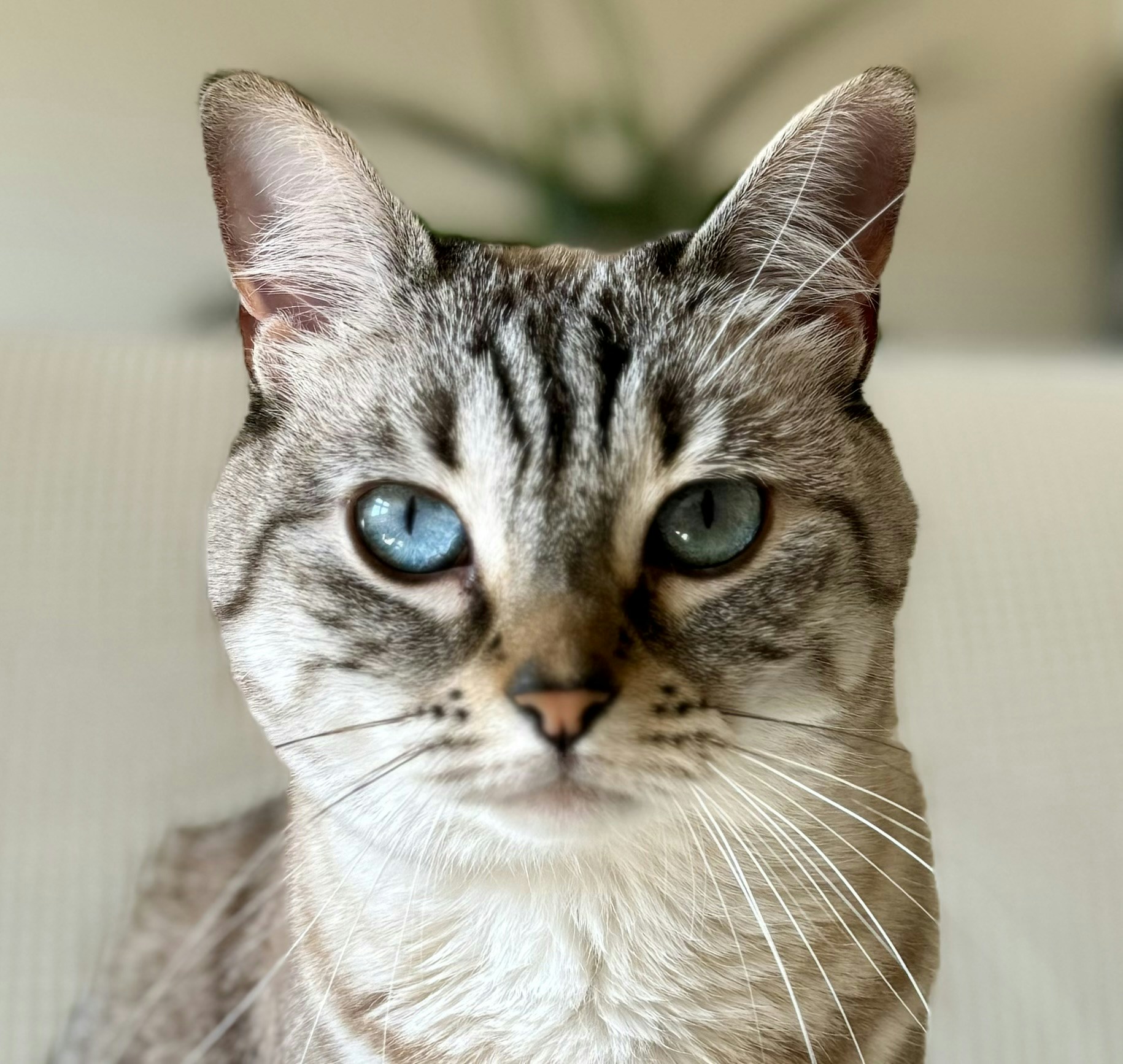 Ir para o perfil de Romain P