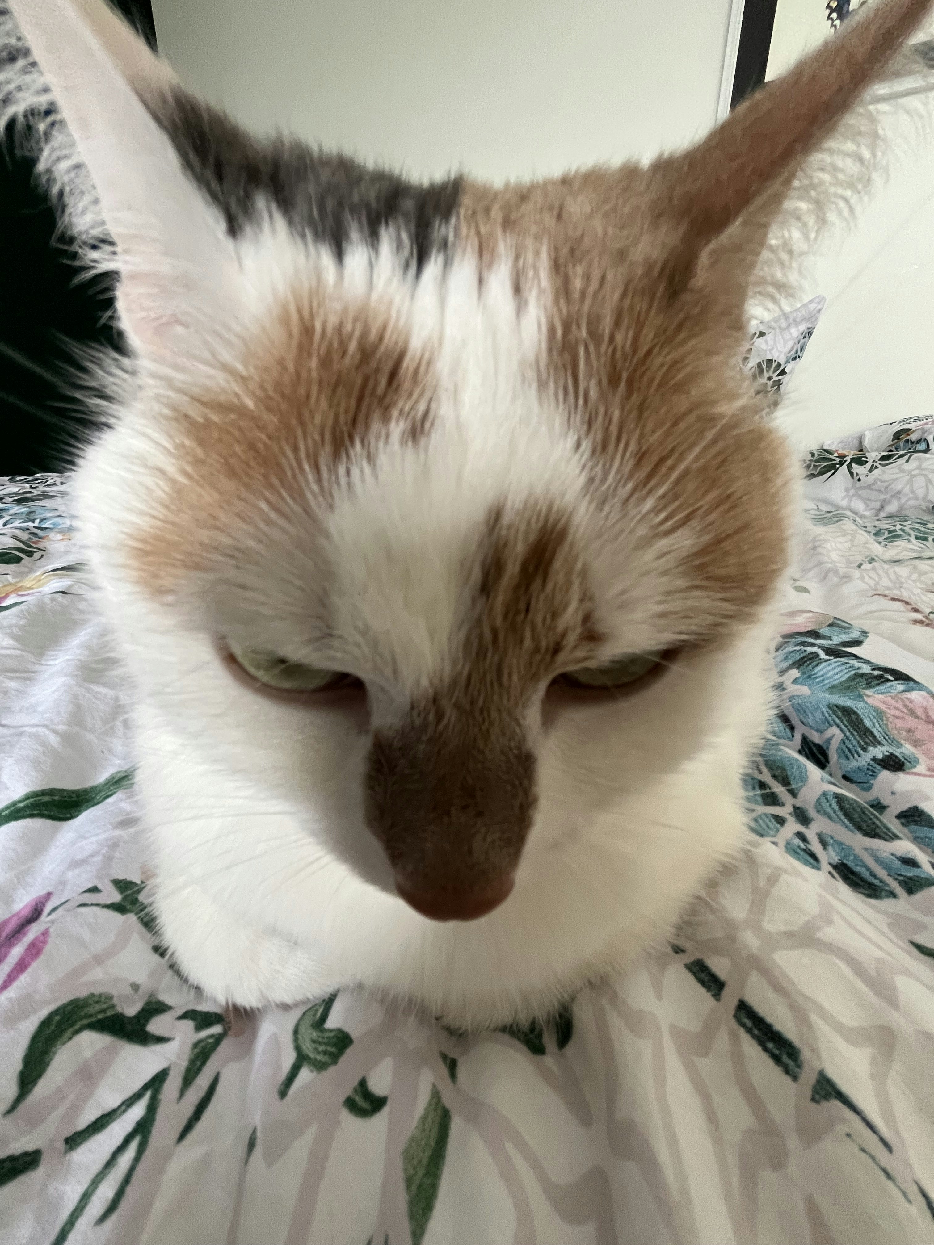 Go to Mauro Mortier's profile