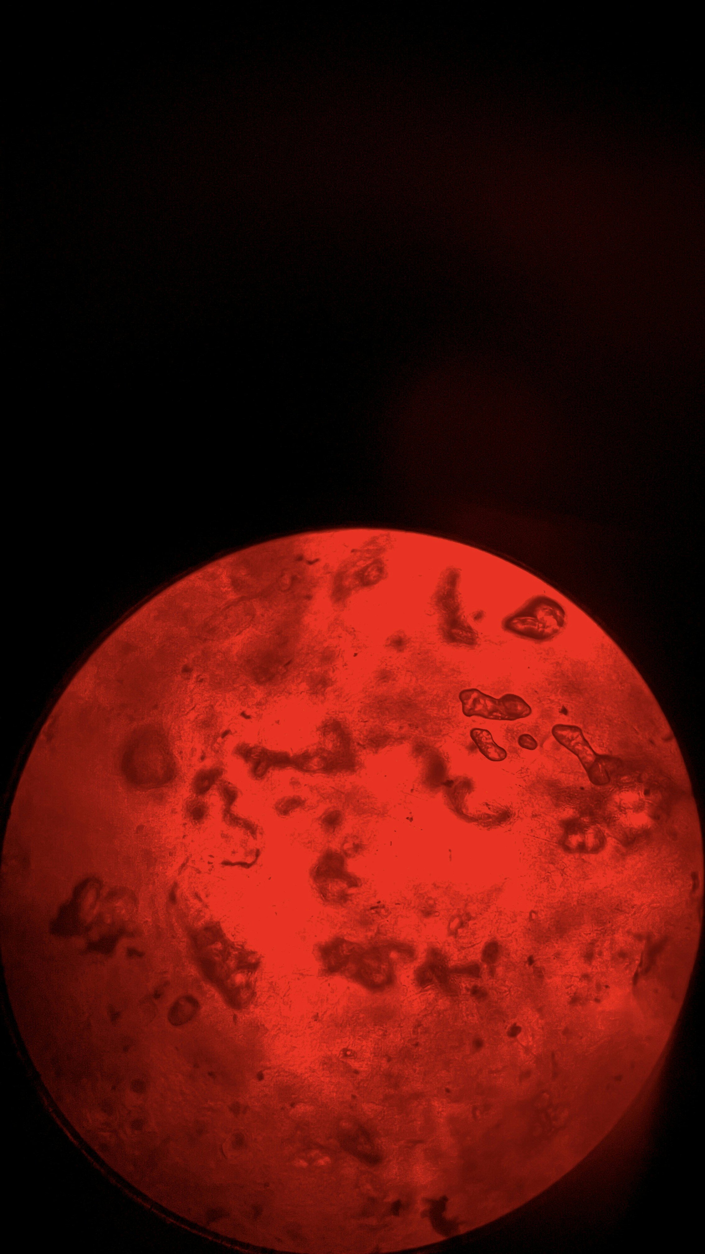 Go to Isabella Cedillo's profile