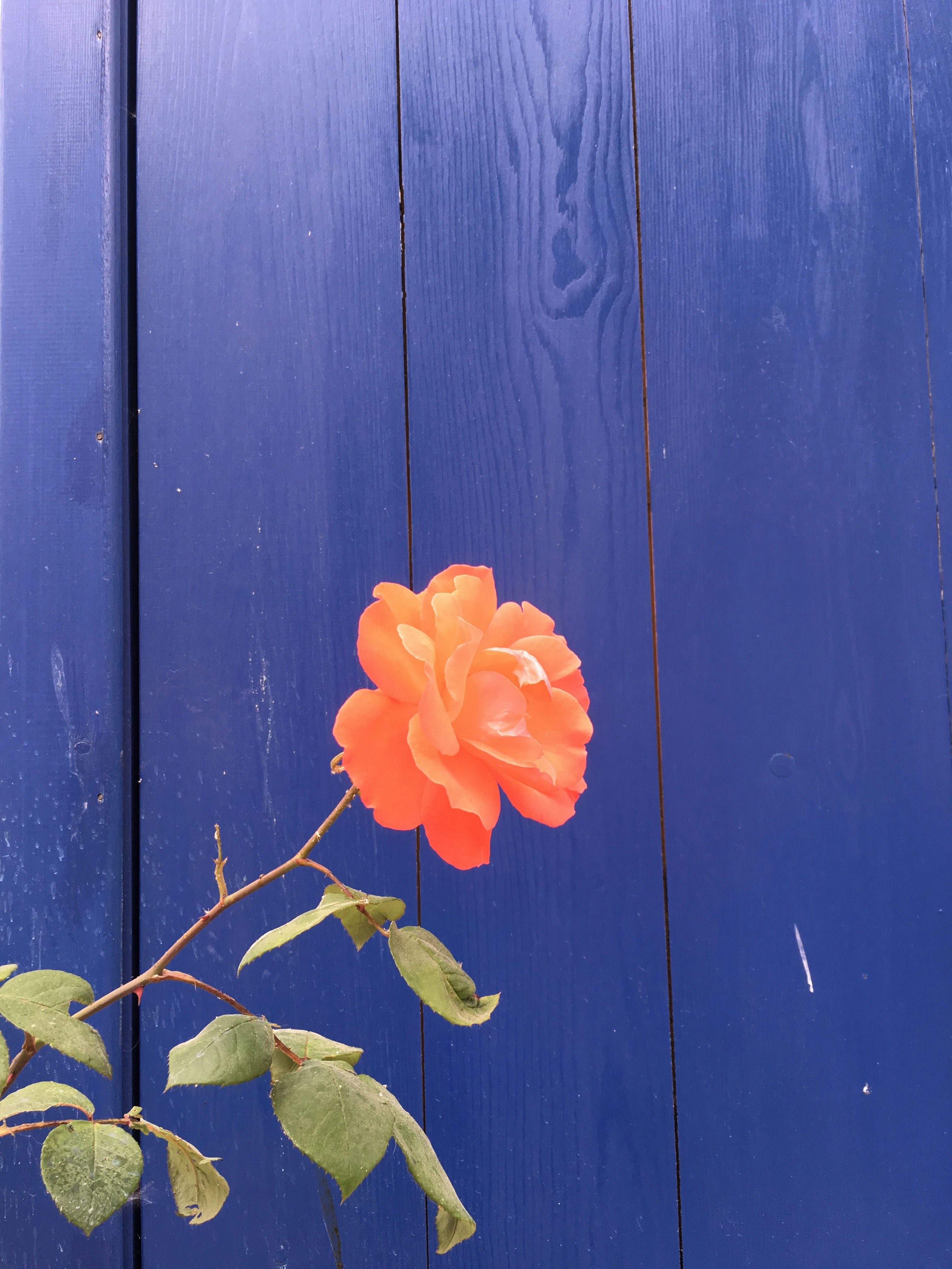 Vai al profilo di Hande B.