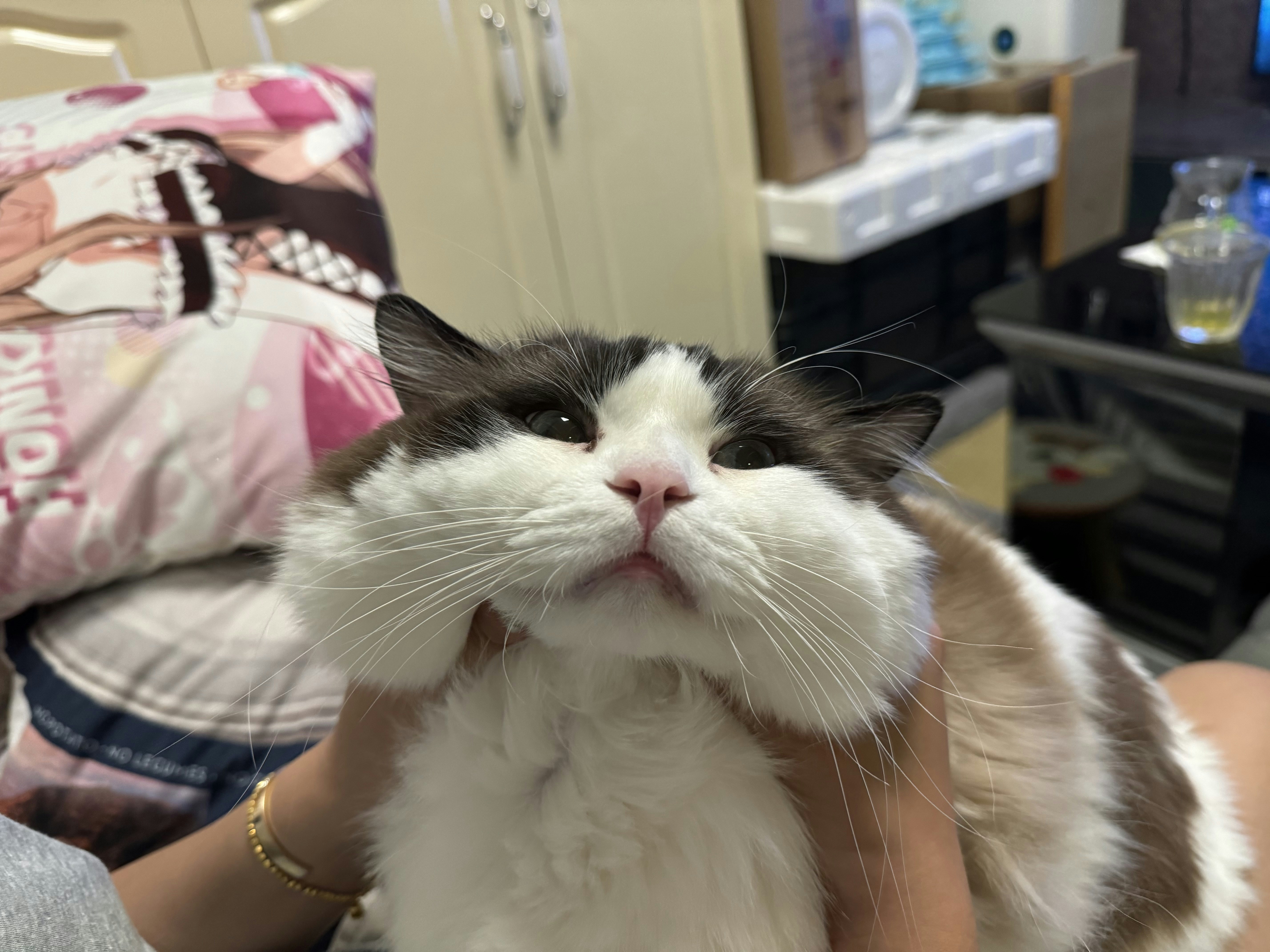 Ve al perfil de living ff