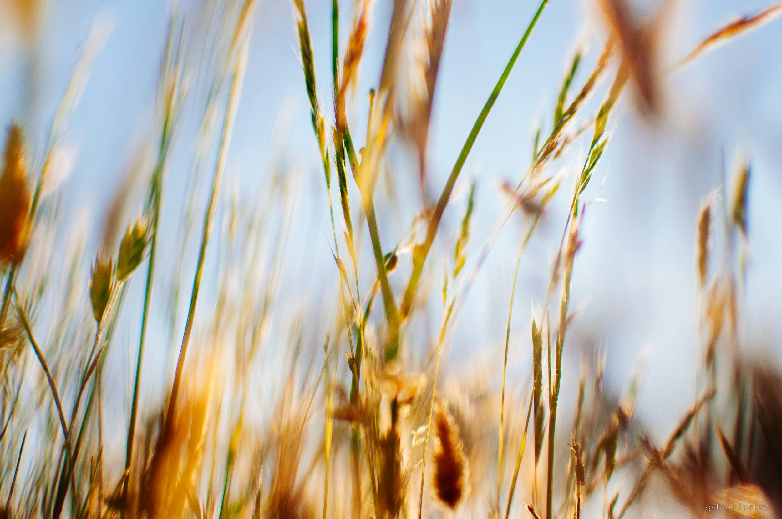 Avatar of user Gabriel Petry