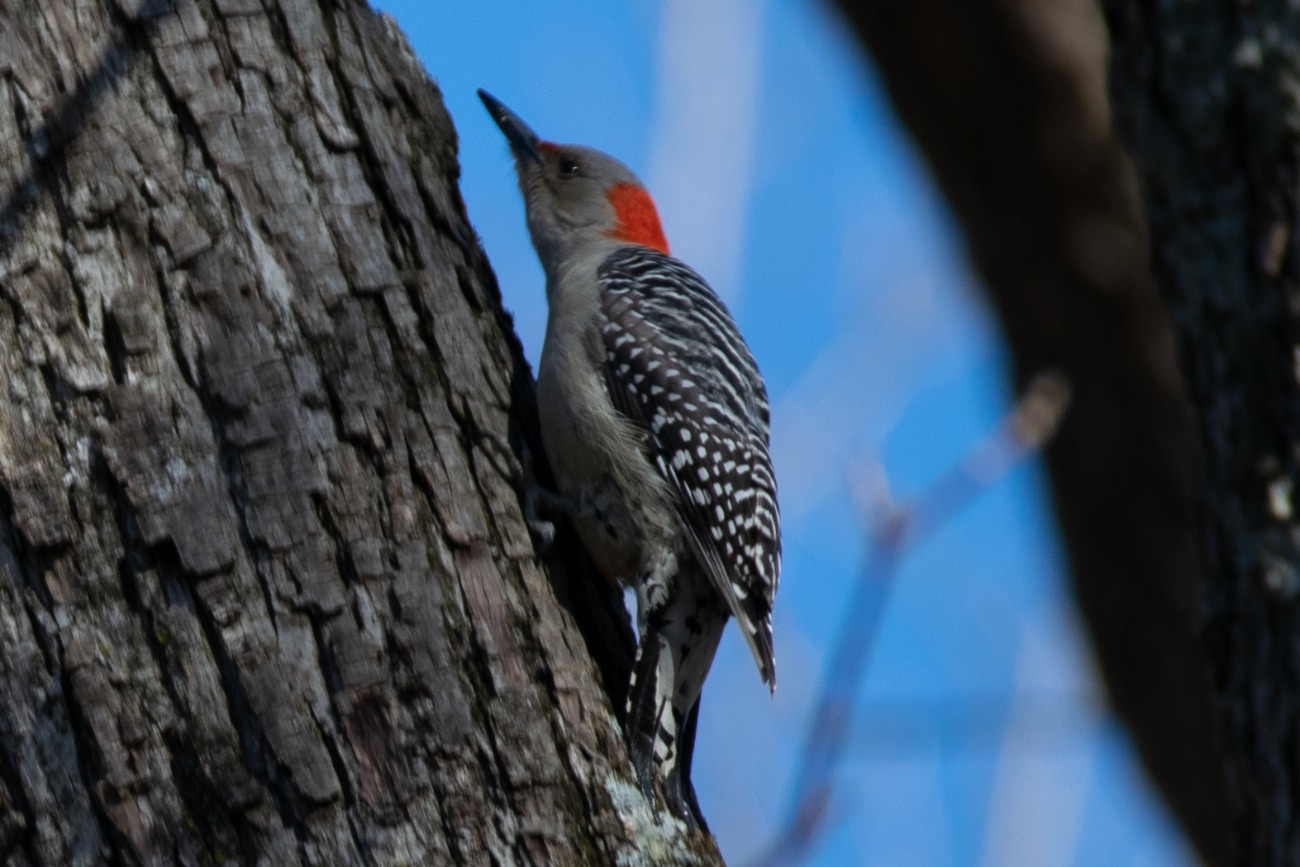 Go to Nick Rizkallah's profile