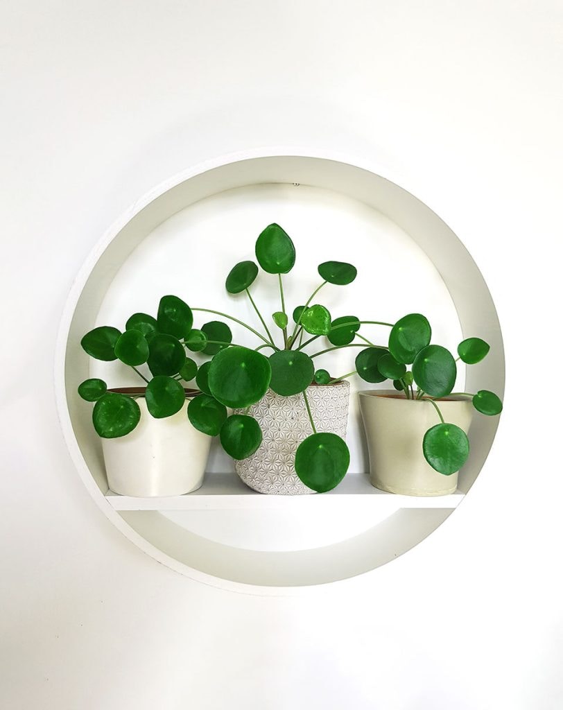 Go to Plants at a glance's profile