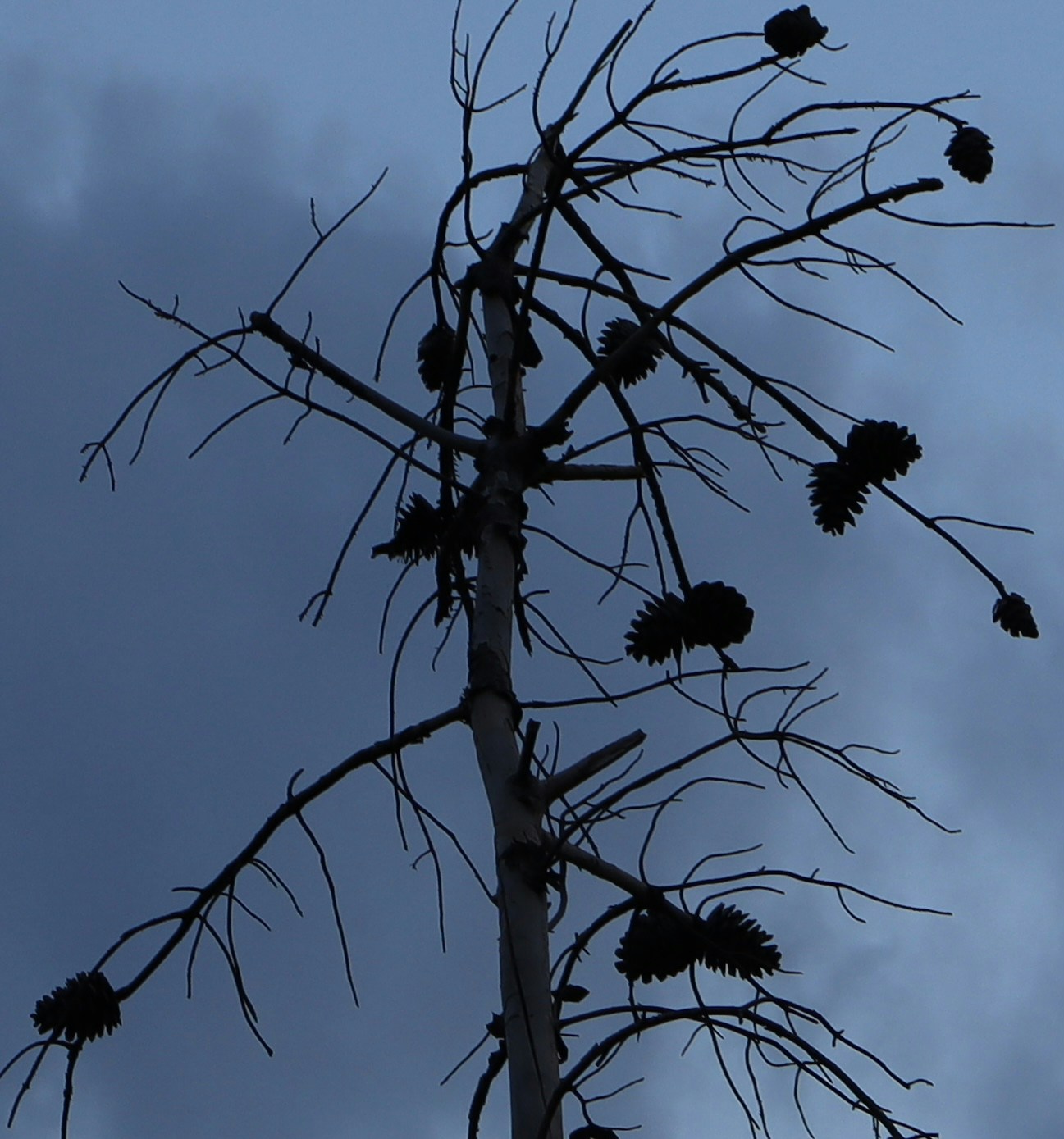 Go to Giz Em's profile