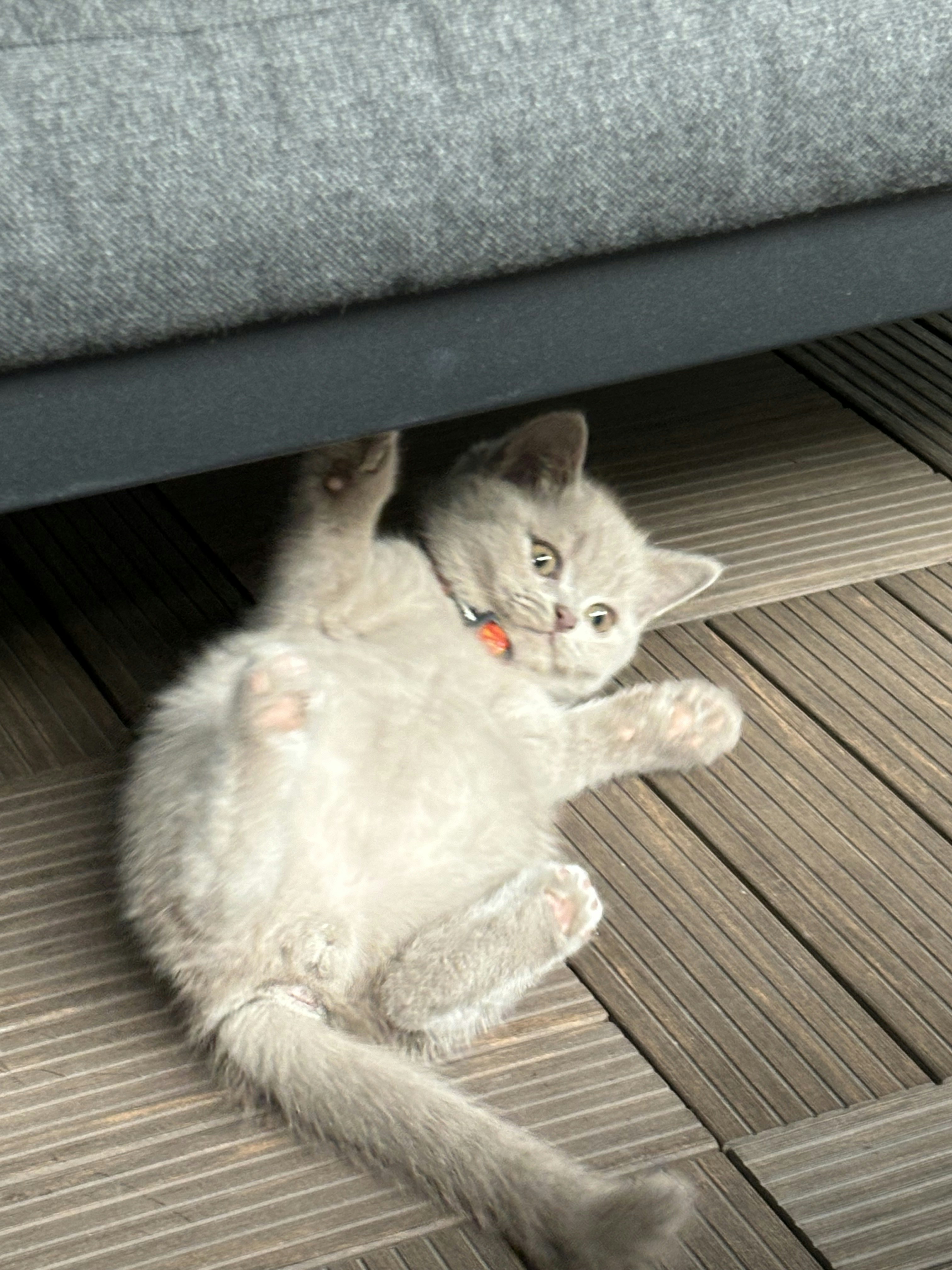 Ve al perfil de Venora Cerimi