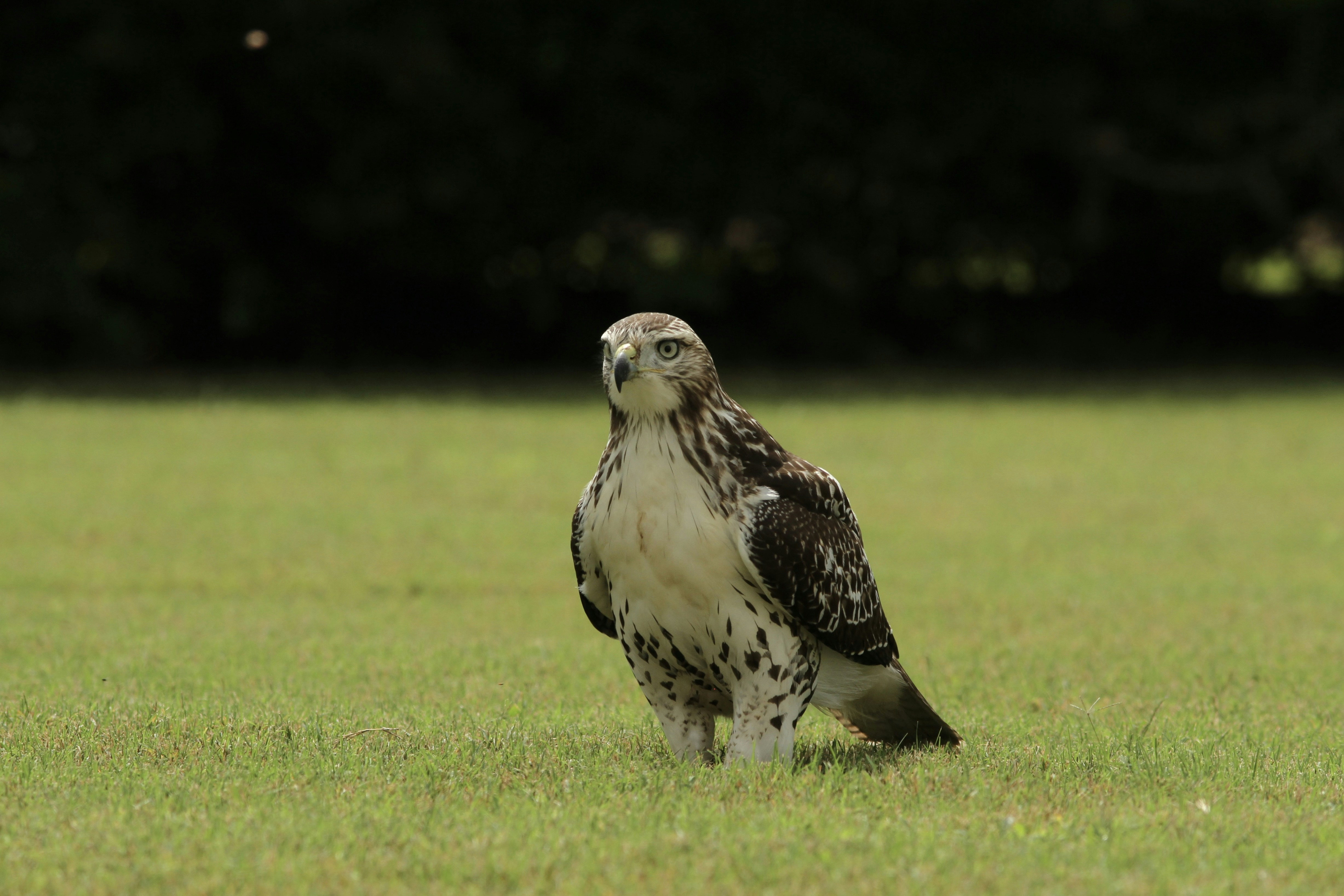 Go to Jordan Collins's profile