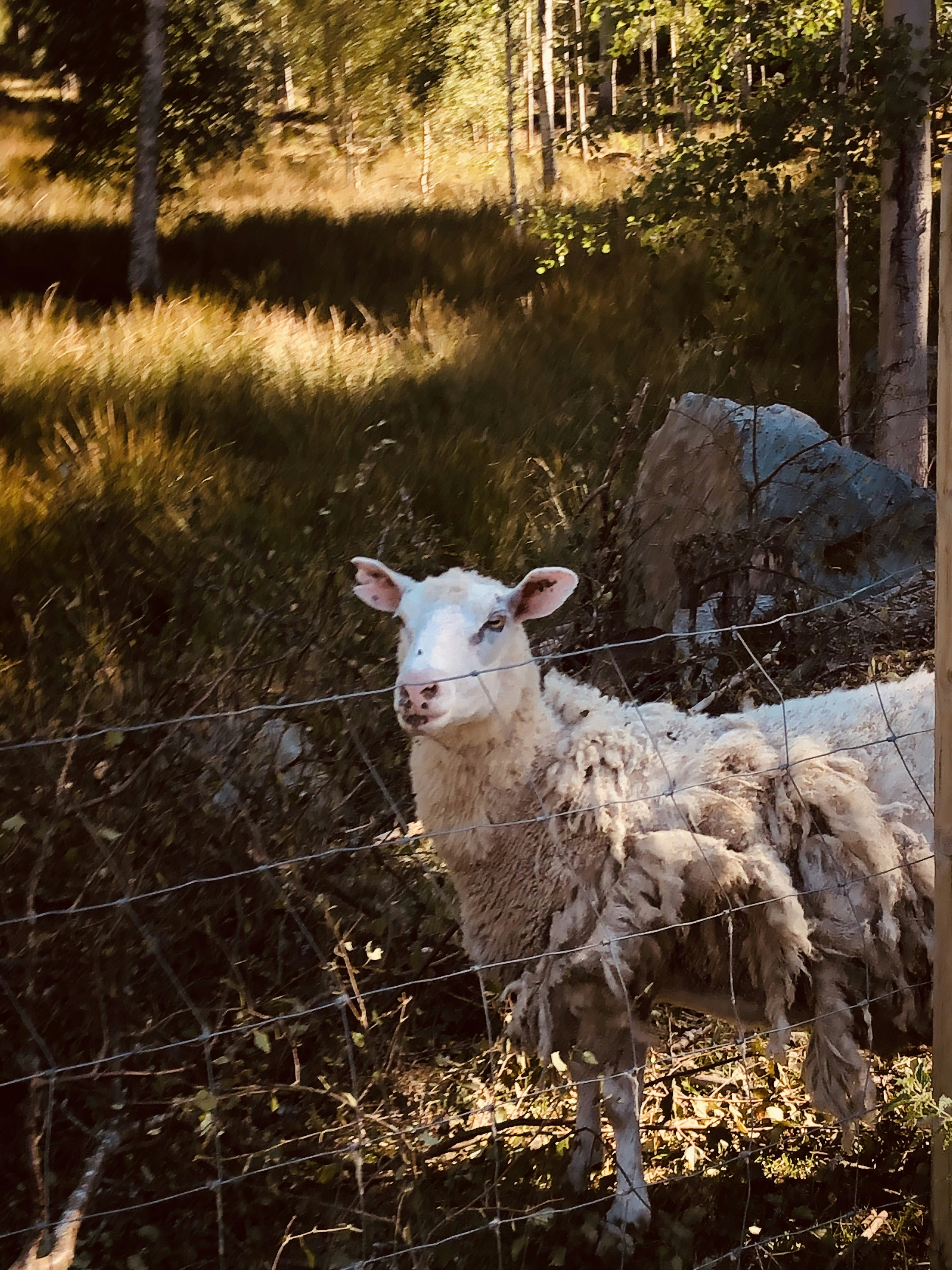 Avatar of user Hawkins