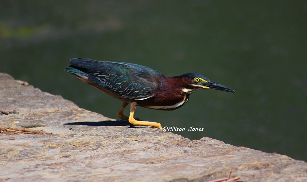 Zum Profil von Allison Jones