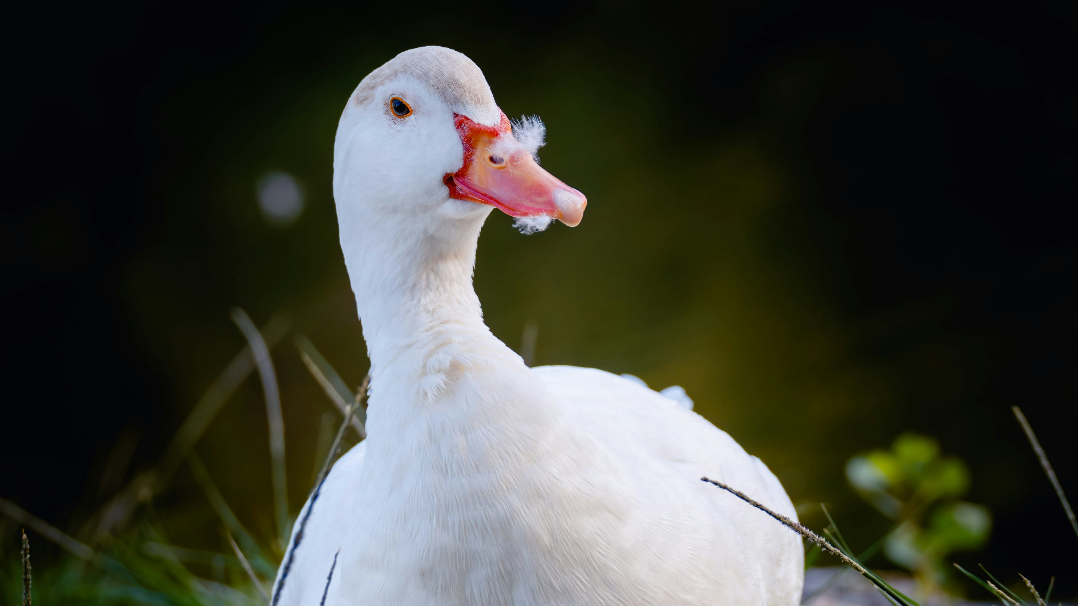 Go to Nicolas's profile