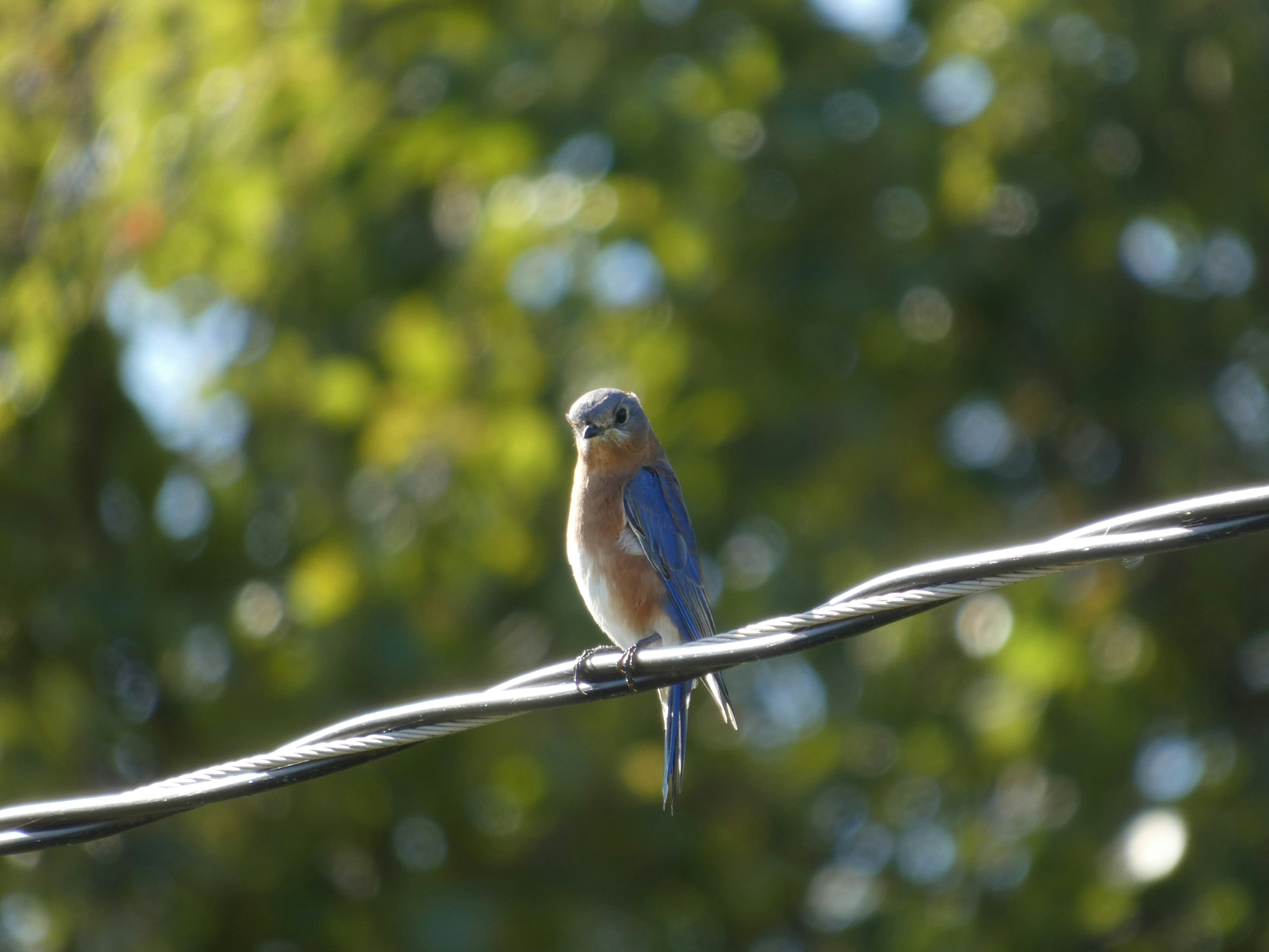 Accéder au profil de Leo Genaw