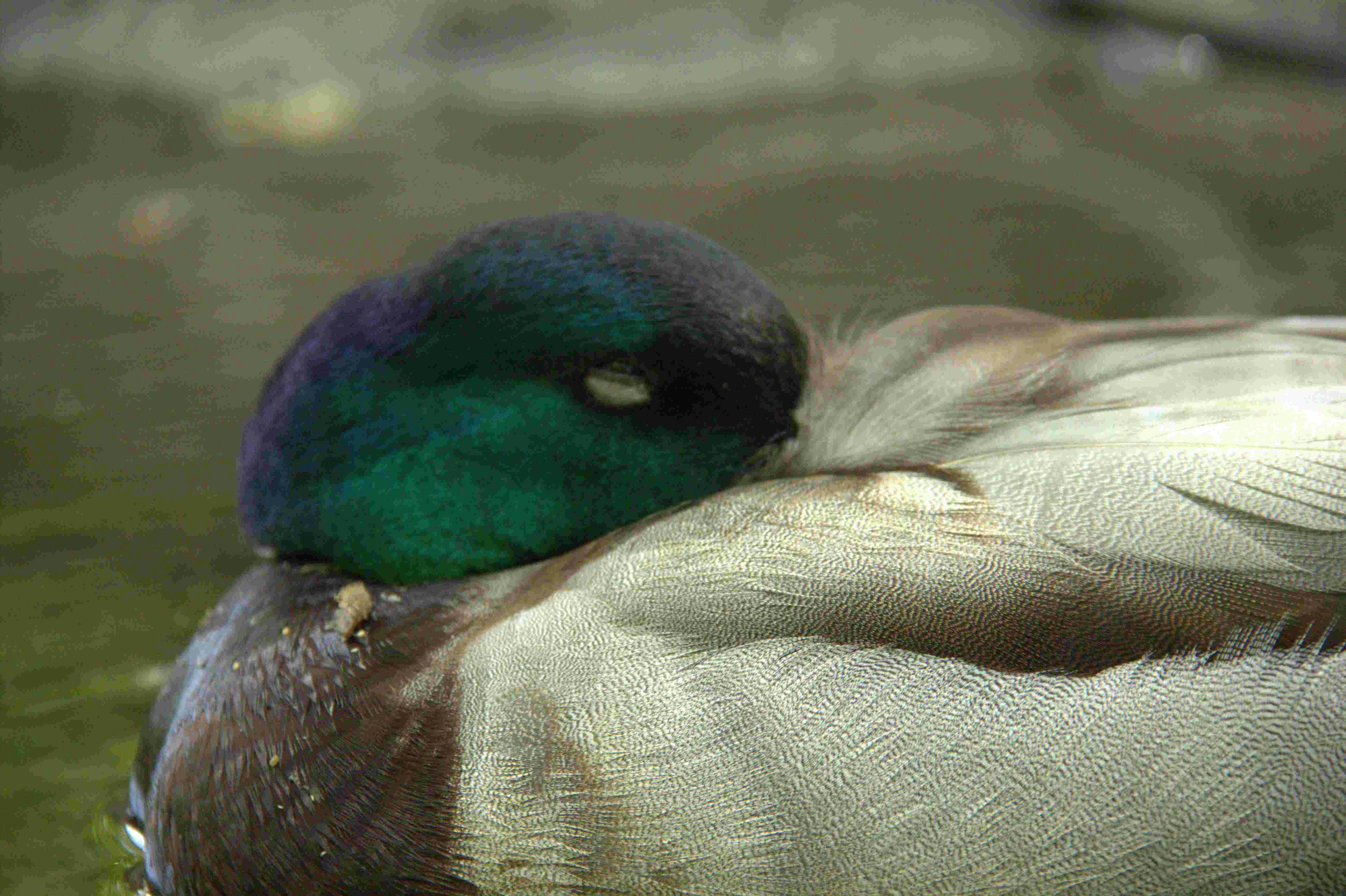 Go to Ryan Gondoputro's profile