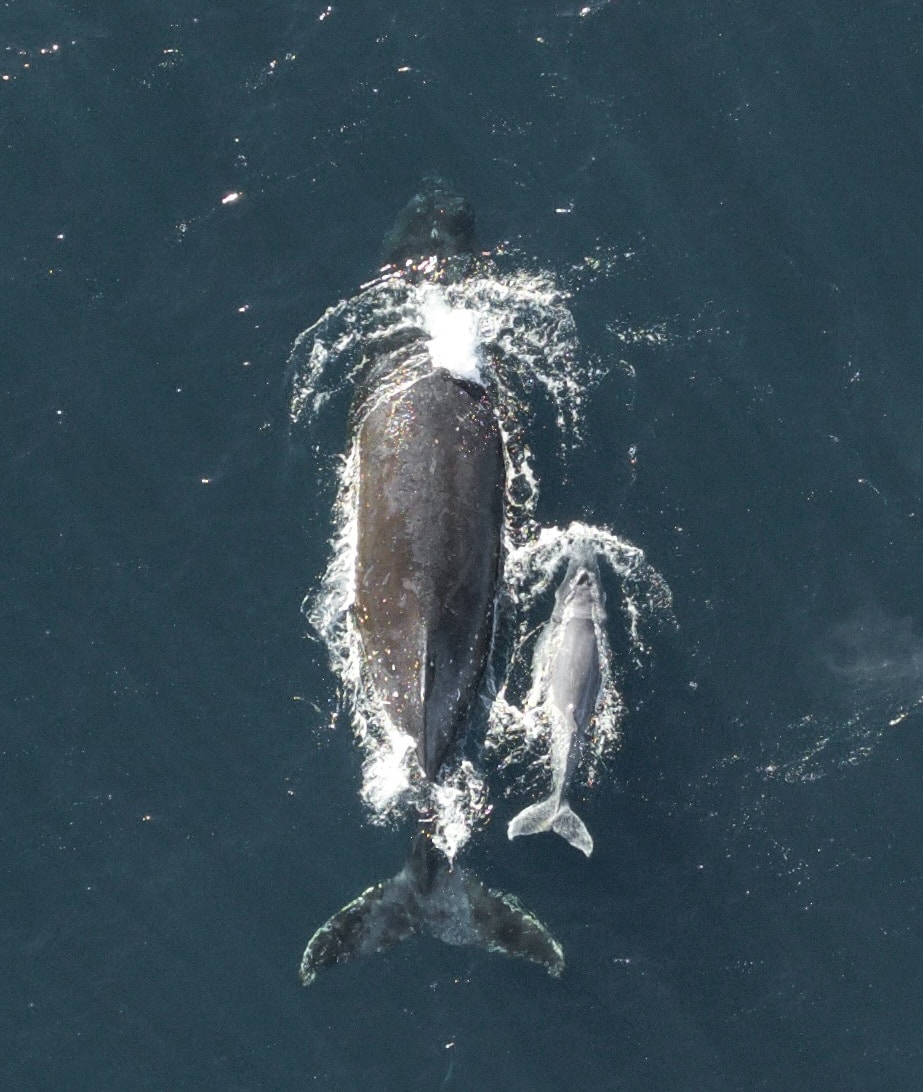 Go to Luz Light's profile