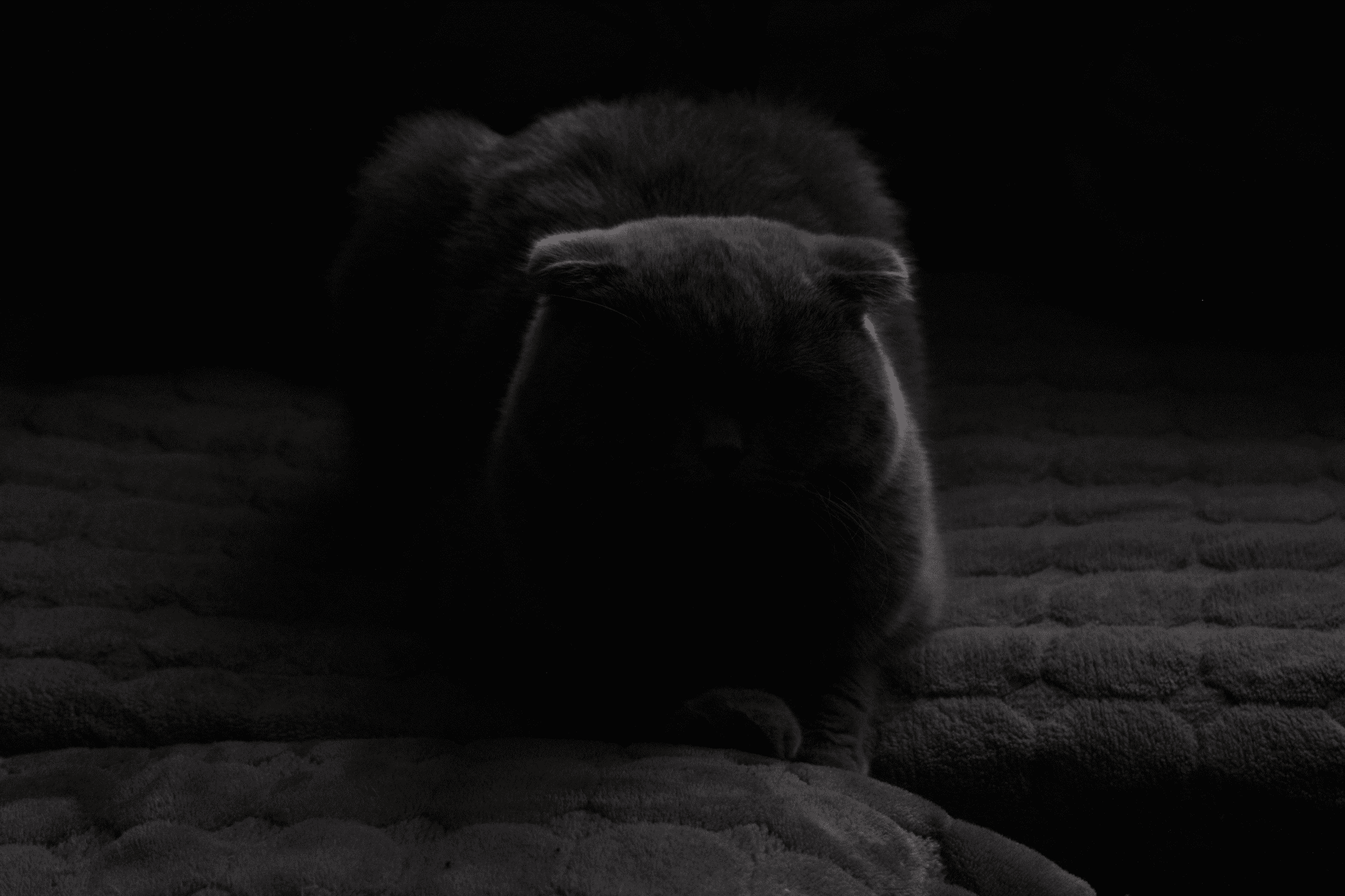 Ve al perfil de Luna Scott