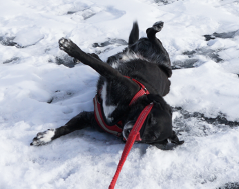 Go to Wenxiao Guo's profile