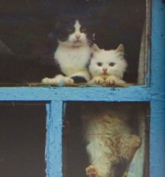 Go to Mr Han's profile