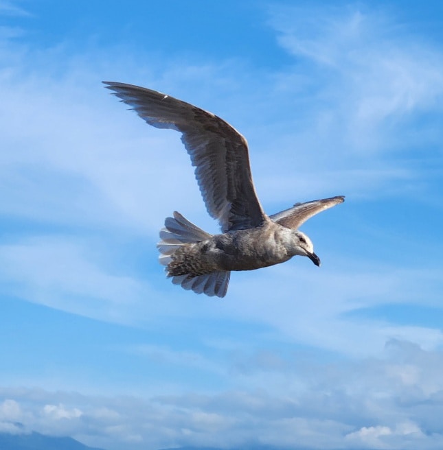 Avatar of user Cindy F