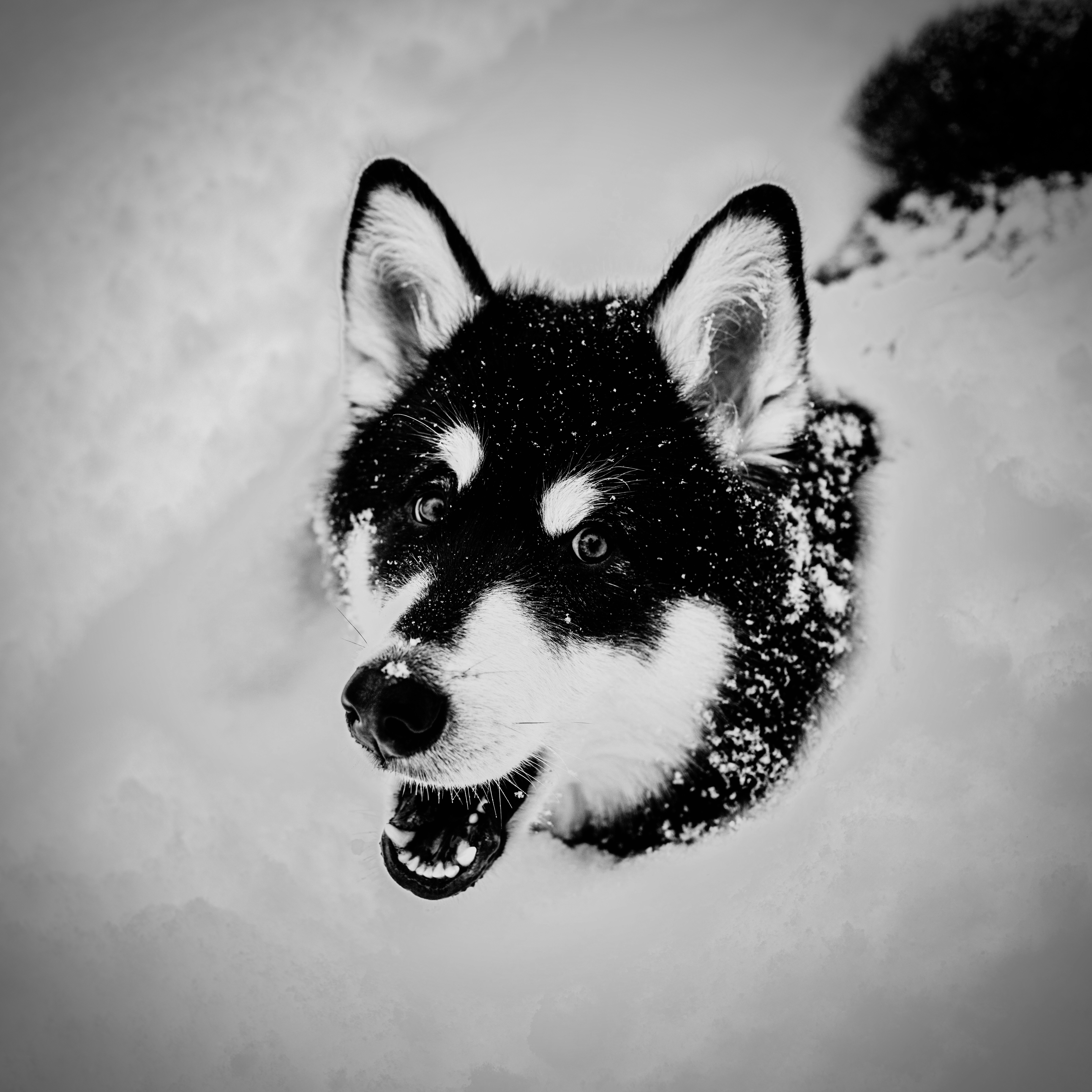 Go to Bow Wow's profile