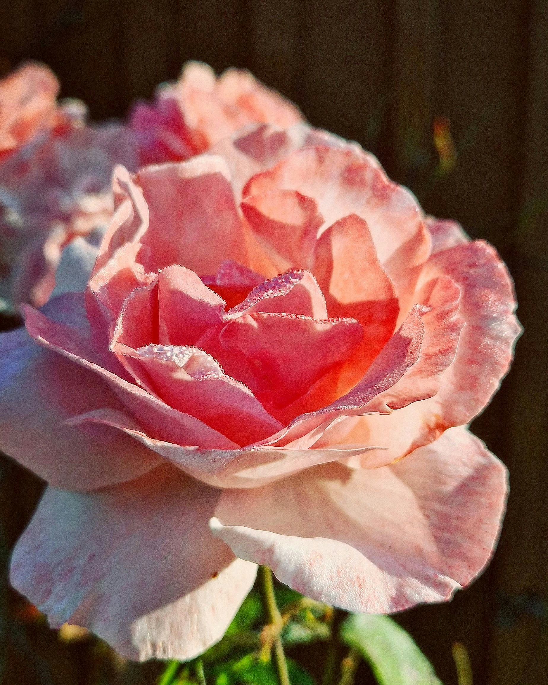 Avatar of user Roxana do Carmo