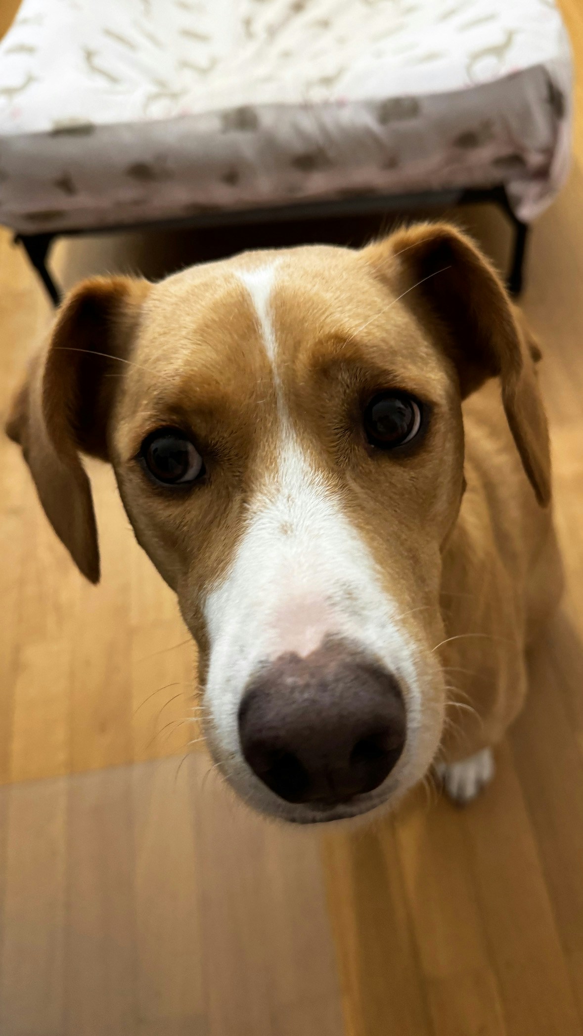 Go to Pedro Menezes's profile