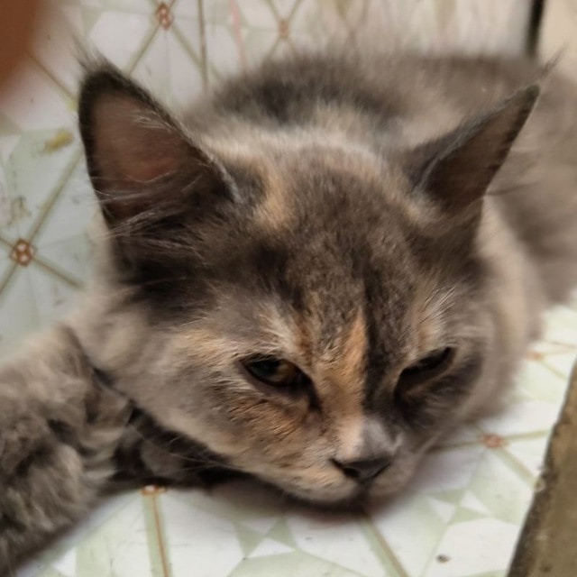 Vai al profilo di Dhanraj Priyadarshi