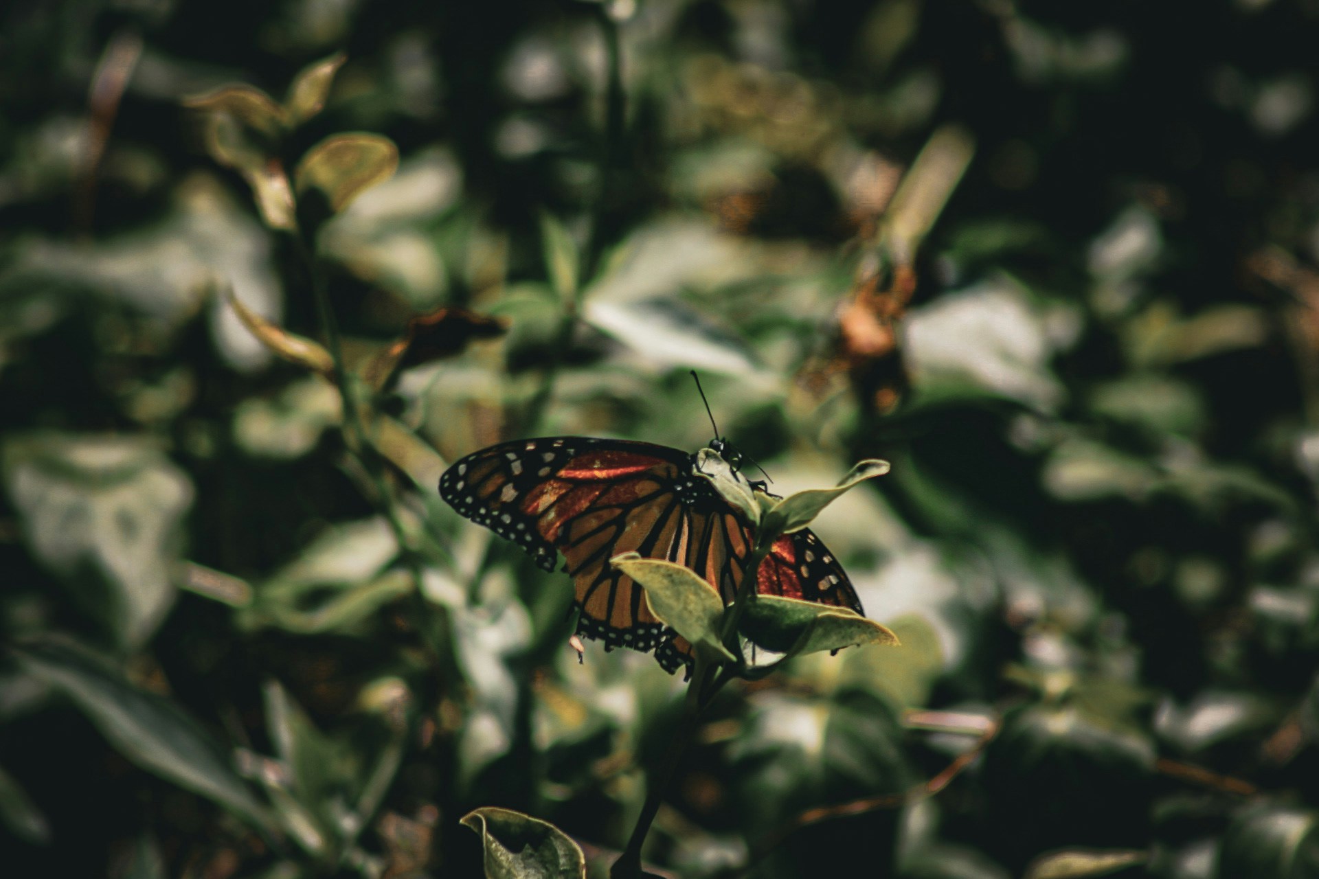 Avatar of user Siera Chadwick