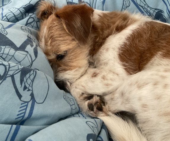 Ve al perfil de Izzy