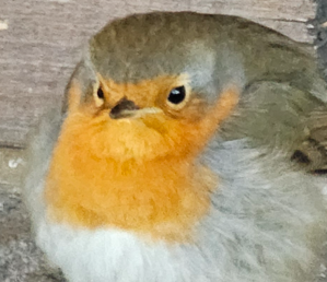 Go to Artan Sadiku's profile