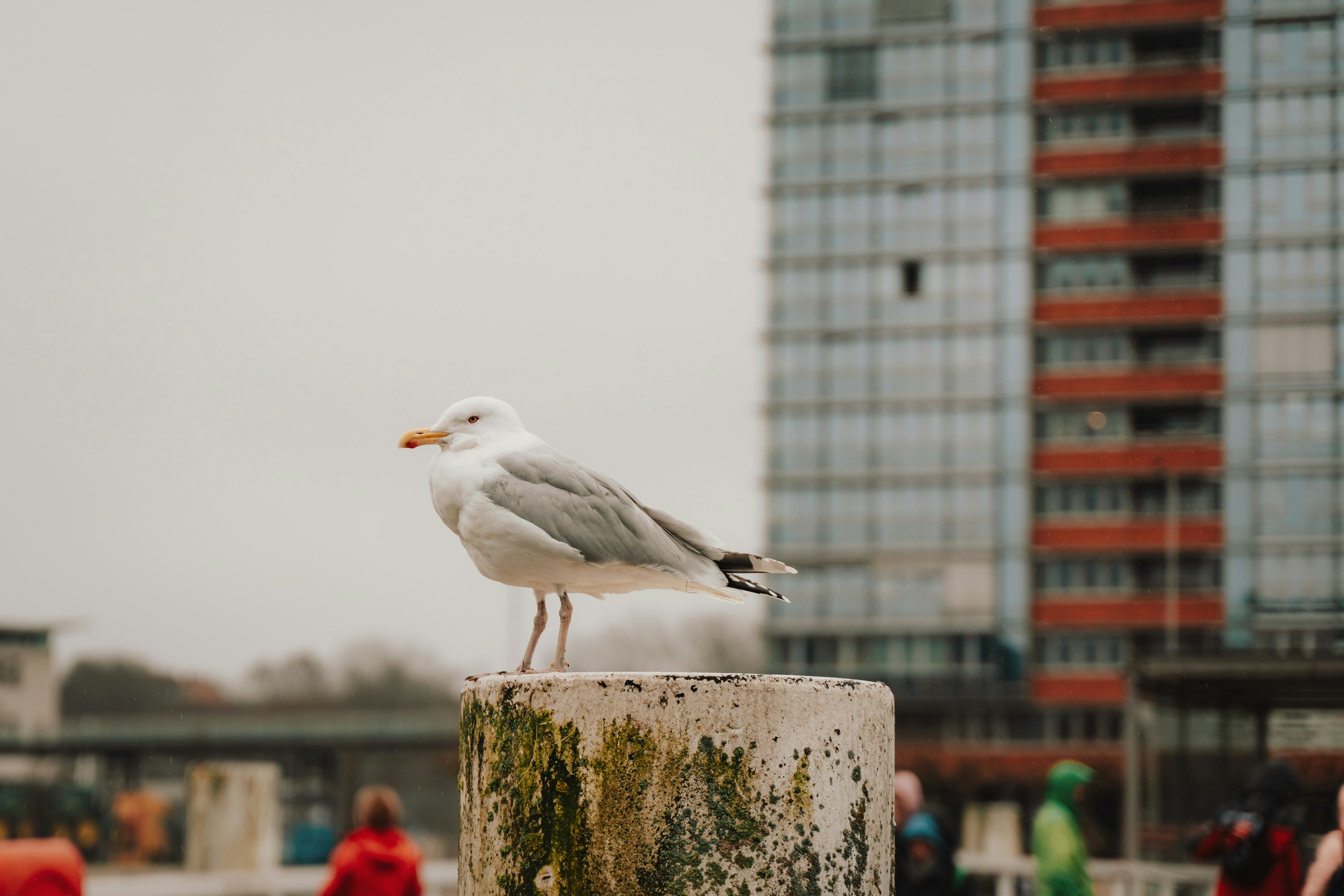 Go to Henock Arega's profile