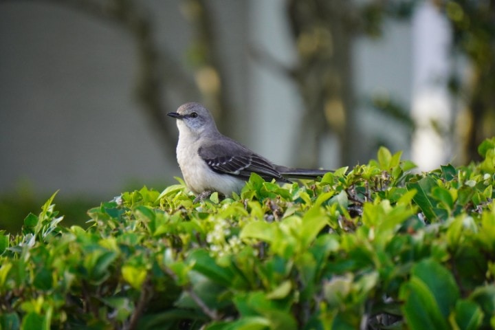 Zum Profil von Lucas Liberman