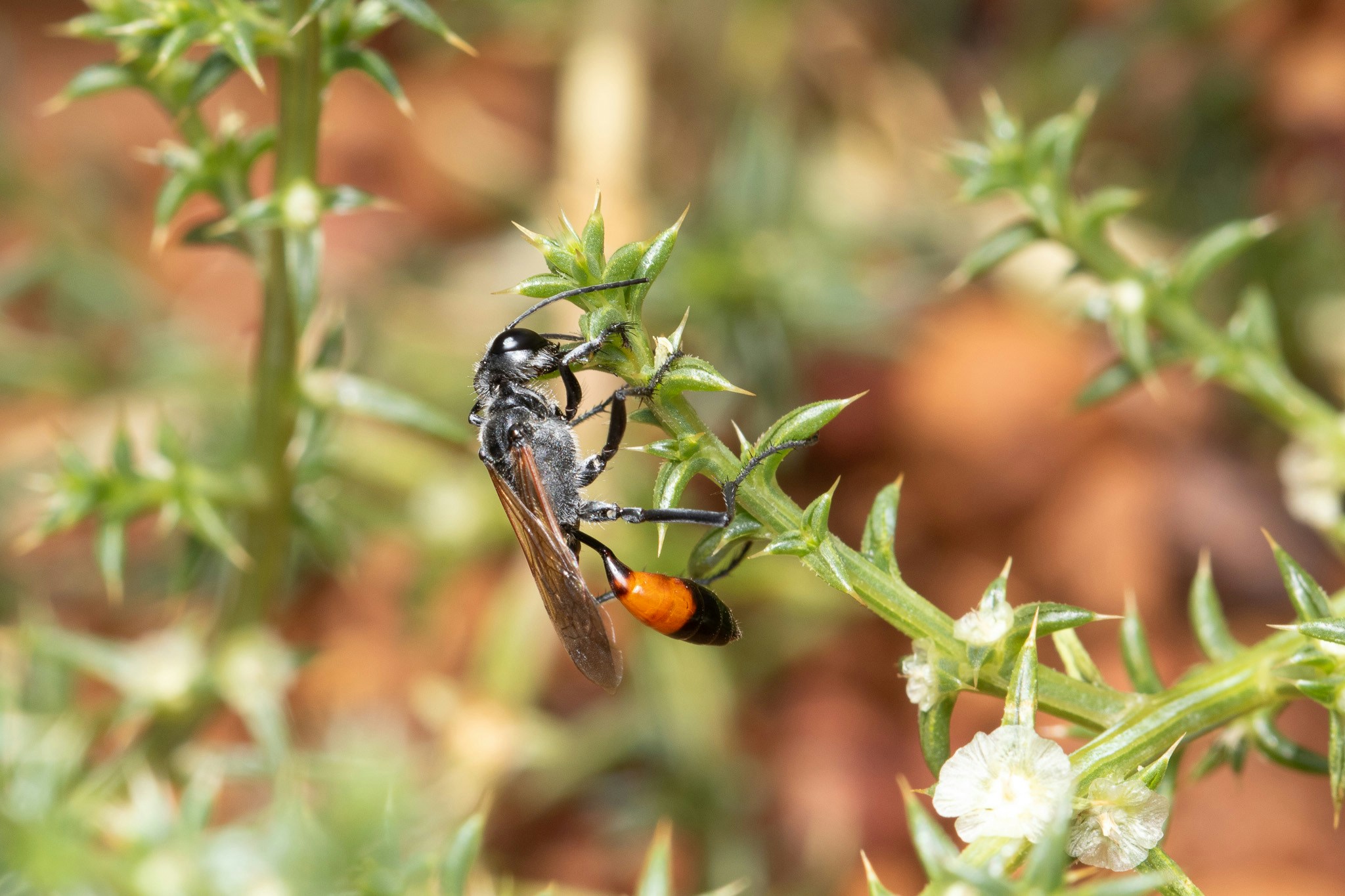 Go to Amber BC's profile