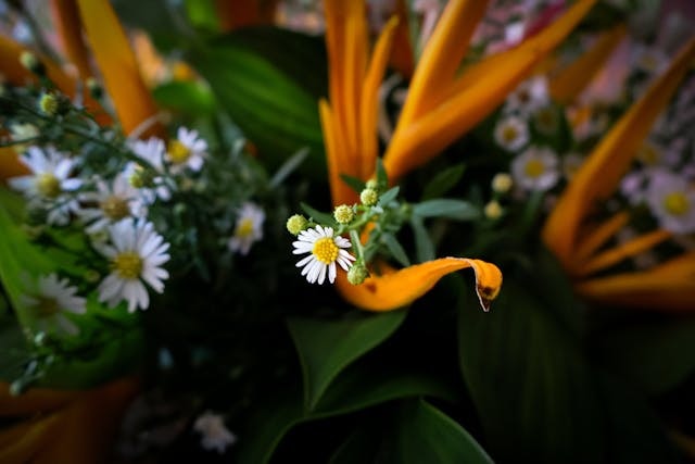 Go to Slavic Nikabou's profile