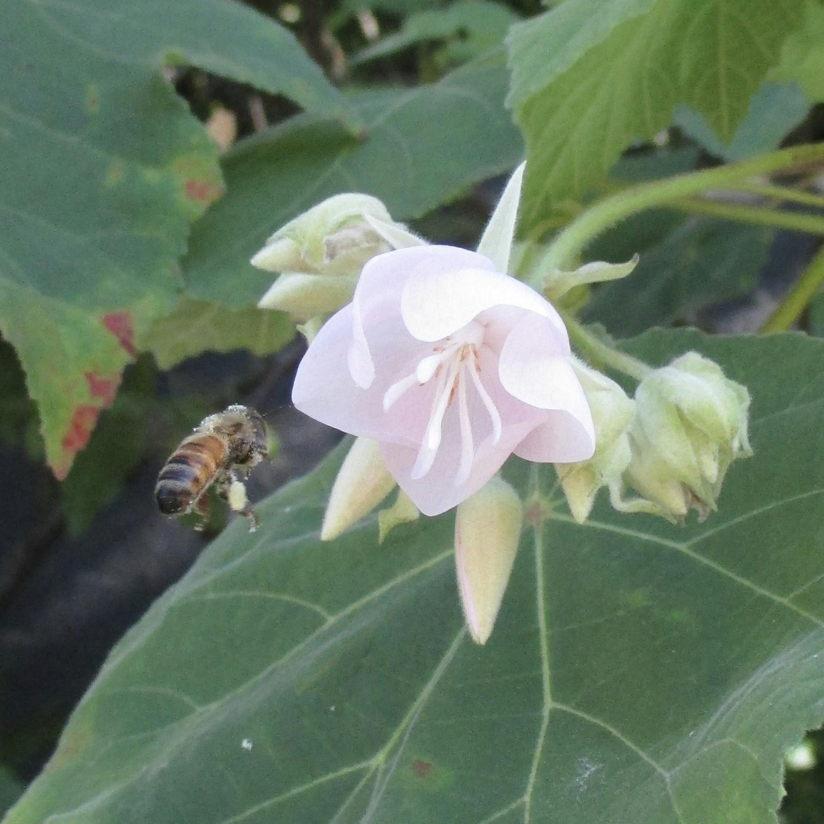 Accéder au profil de Adelaide