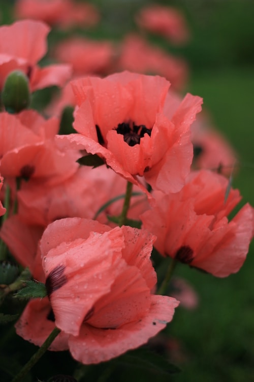 Vai al profilo di Cara Howden