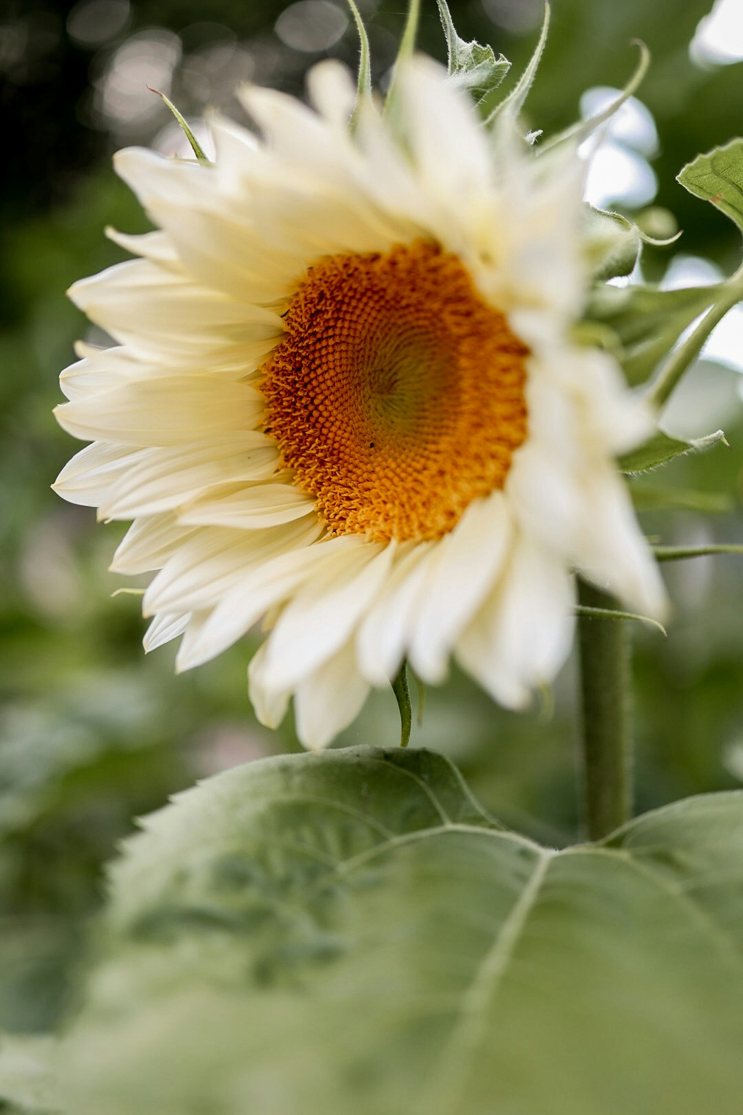 Go to Sarah Bronske's profile