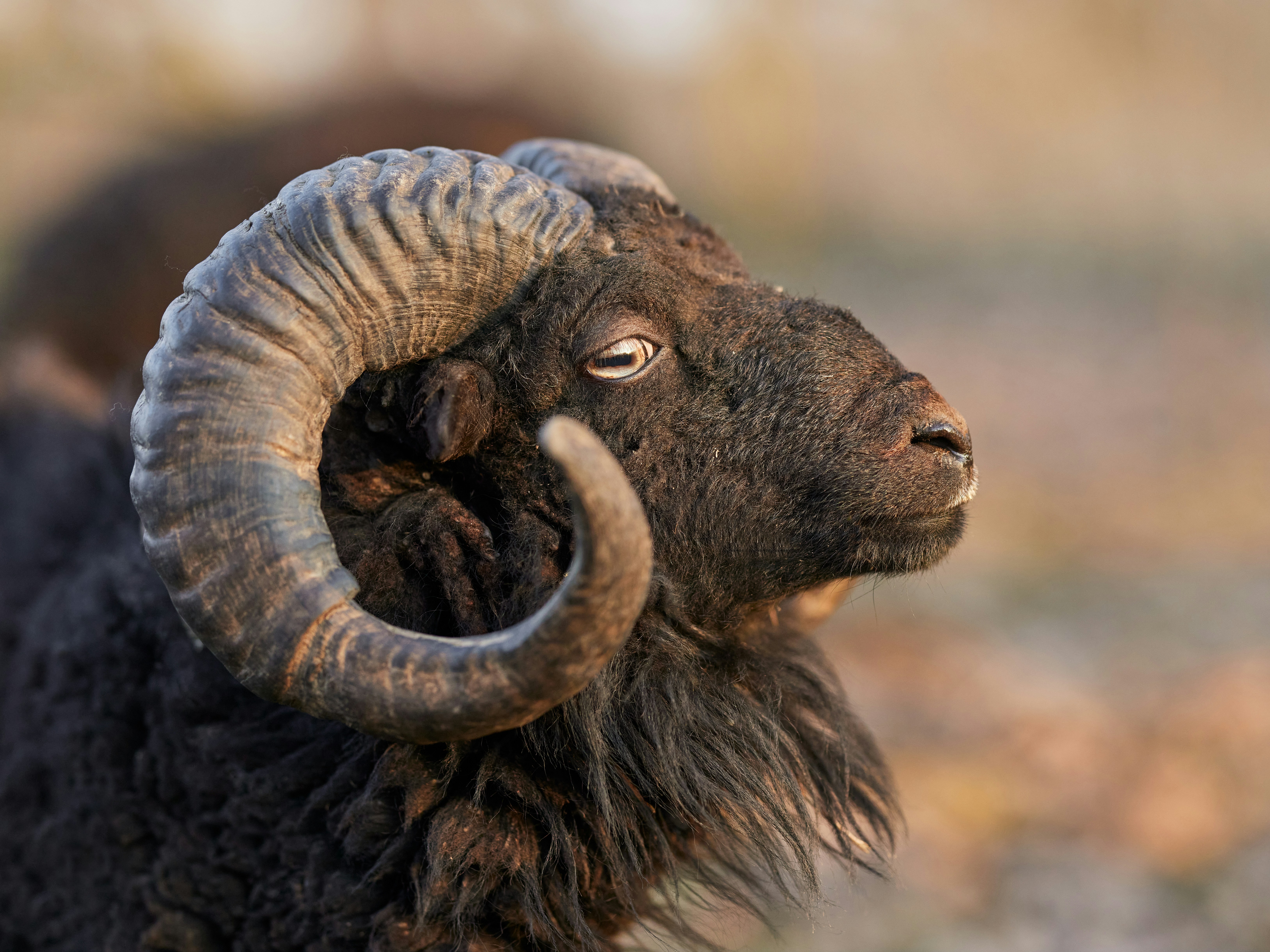 Zum Profil von Erwin Bosman