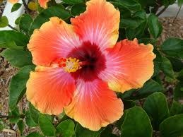 Go to hibiscus hibe's profile