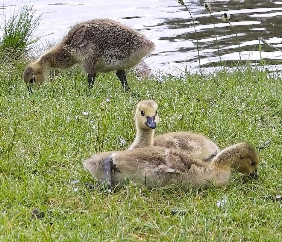 Ir para o perfil de Mark Gambles