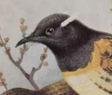 BHLNZ - Biodiversity Heritage Library NZ