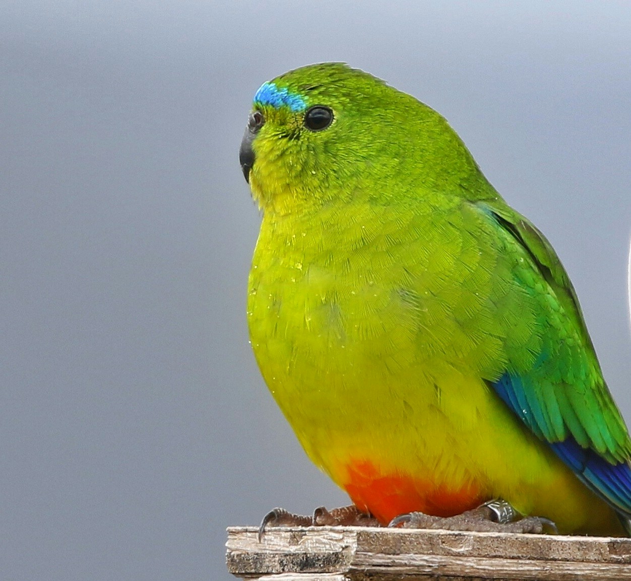 Ve al perfil de Joshua Bergmark