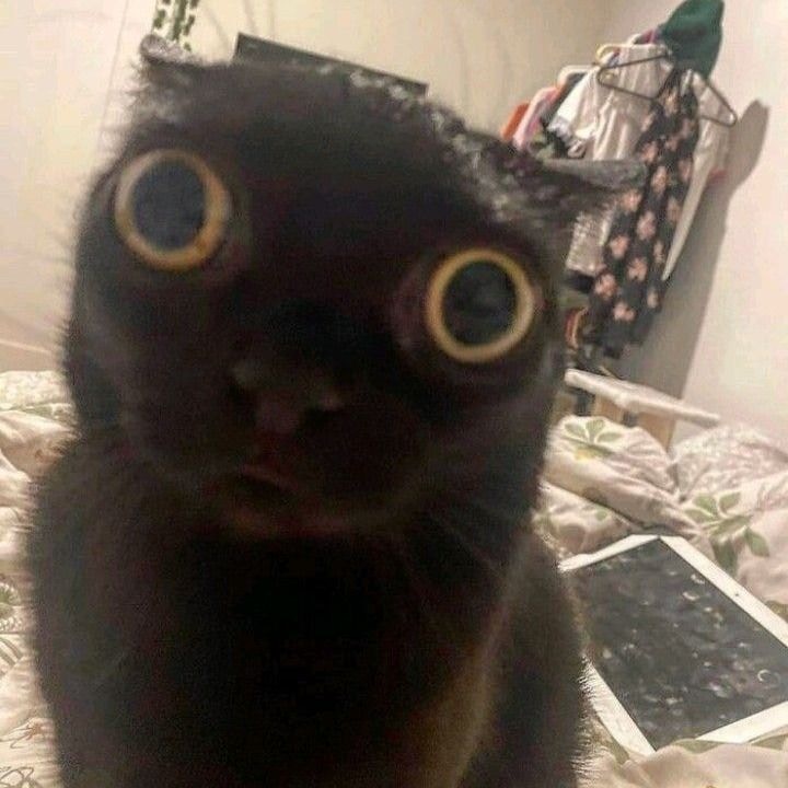 Avatar of user angela victorio