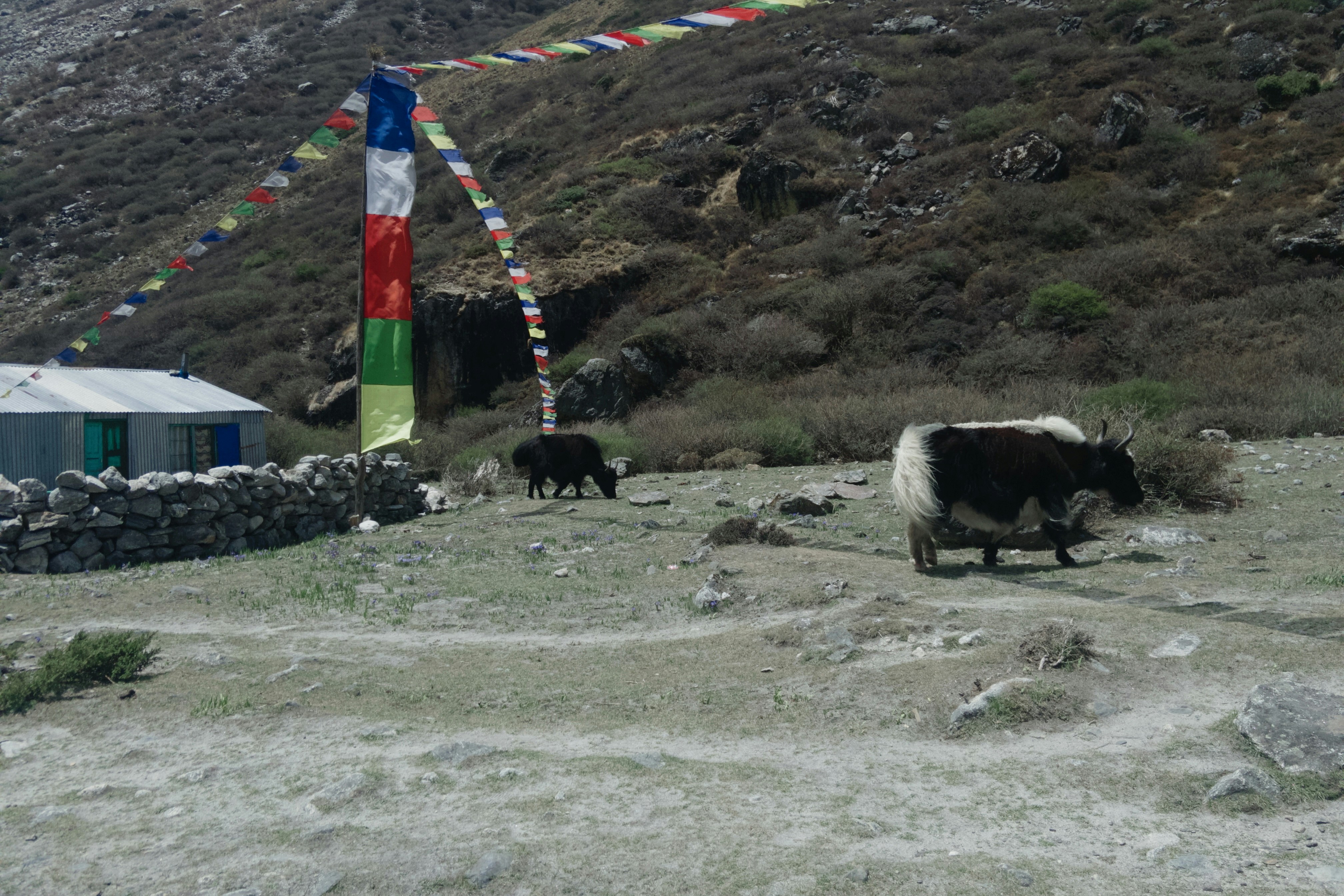 Buka profil Nischal Koirala