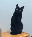 Go to Koharu Tsurumi's profile