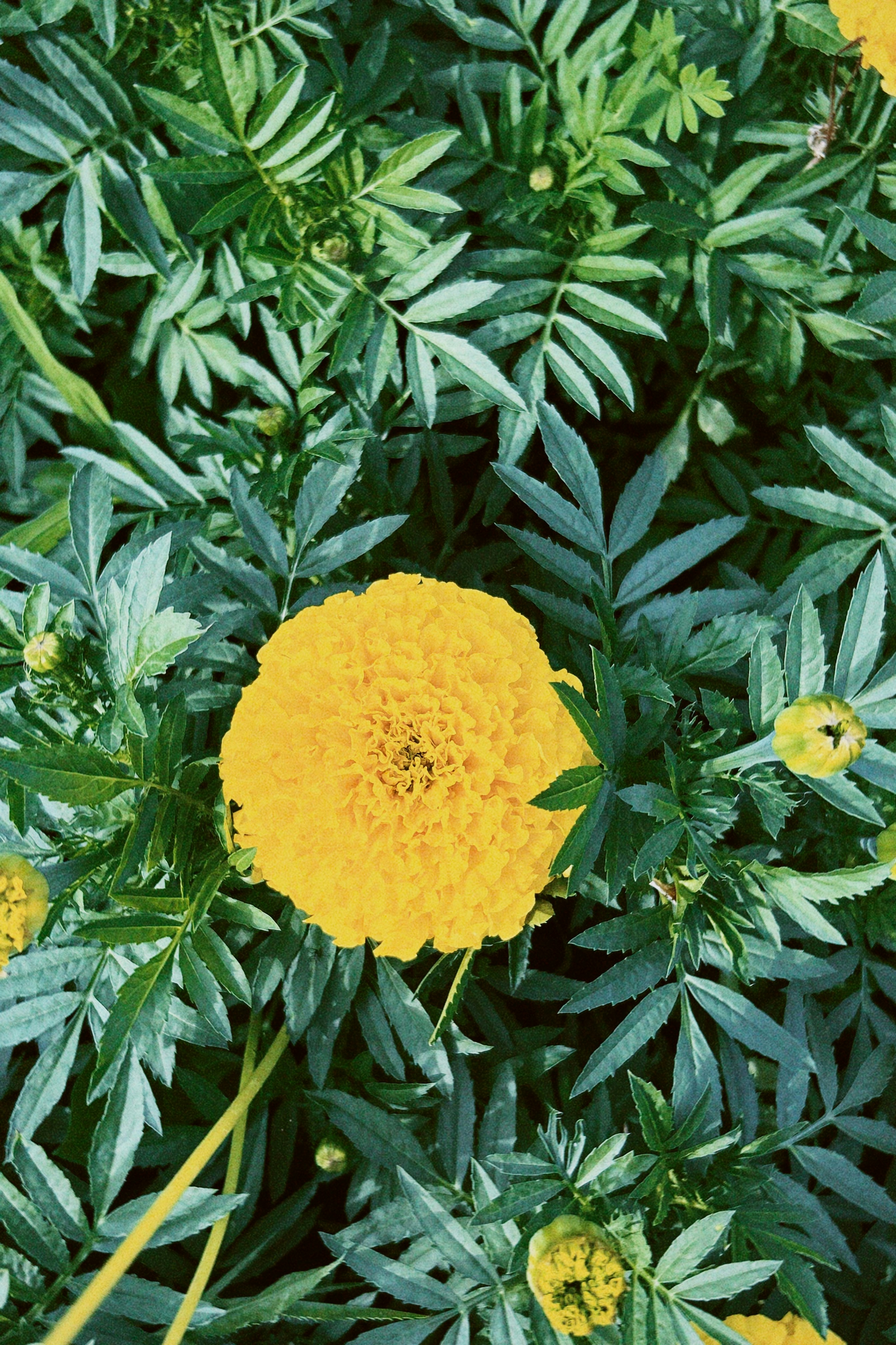 Go to Kama Tulkibayeva's profile